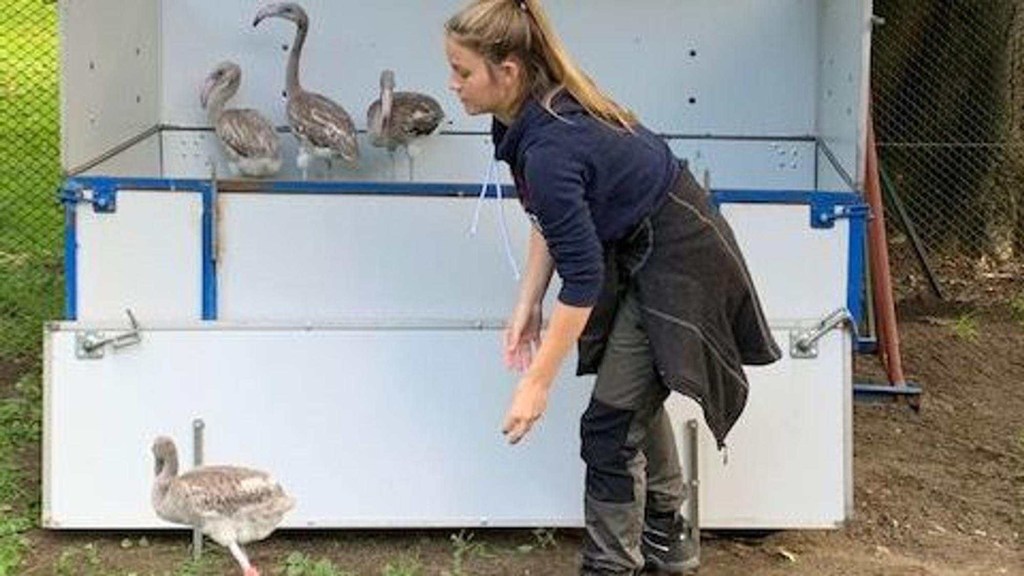 Junge Frau, die hinter einem grauen Flamingo hergeht, im Hintergrund sieht man drei weitere Flamingos in ein einem weißen Transporter