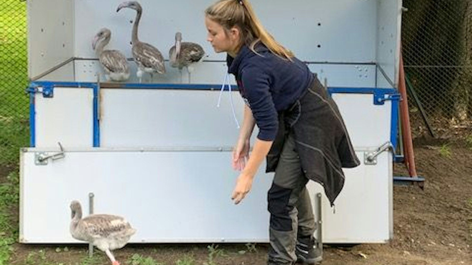 Junge Frau, die hinter einem grauen Flamingo hergeht, im Hintergrund sieht man drei weitere Flamingos in ein einem weißen Transporter