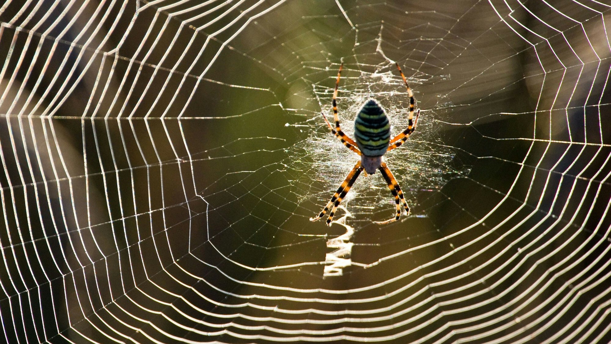 Die Wespenspinne wurde früh vor allem im Bonner Raum gesichtet.