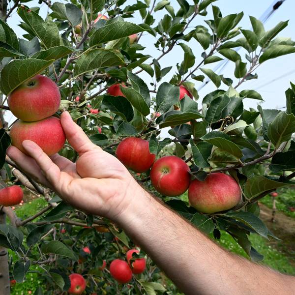 Äpfel hängen an den Obstbäumen einer Plantage und werden geerntet.