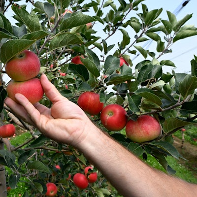 Äpfel hängen an den Obstbäumen einer Plantage und werden geerntet.