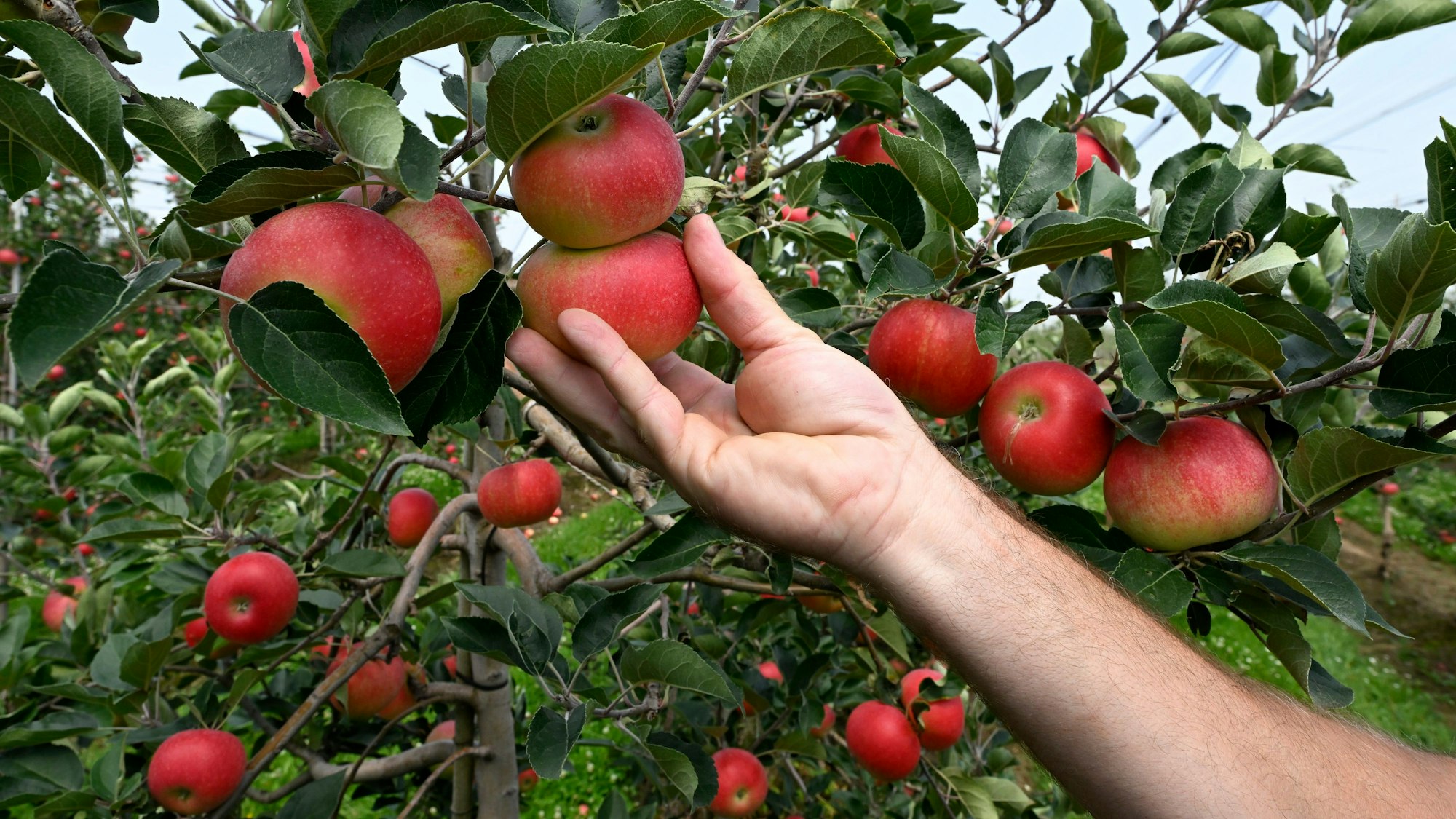Äpfel hängen an den Obstbäumen einer Plantage und werden geerntet.