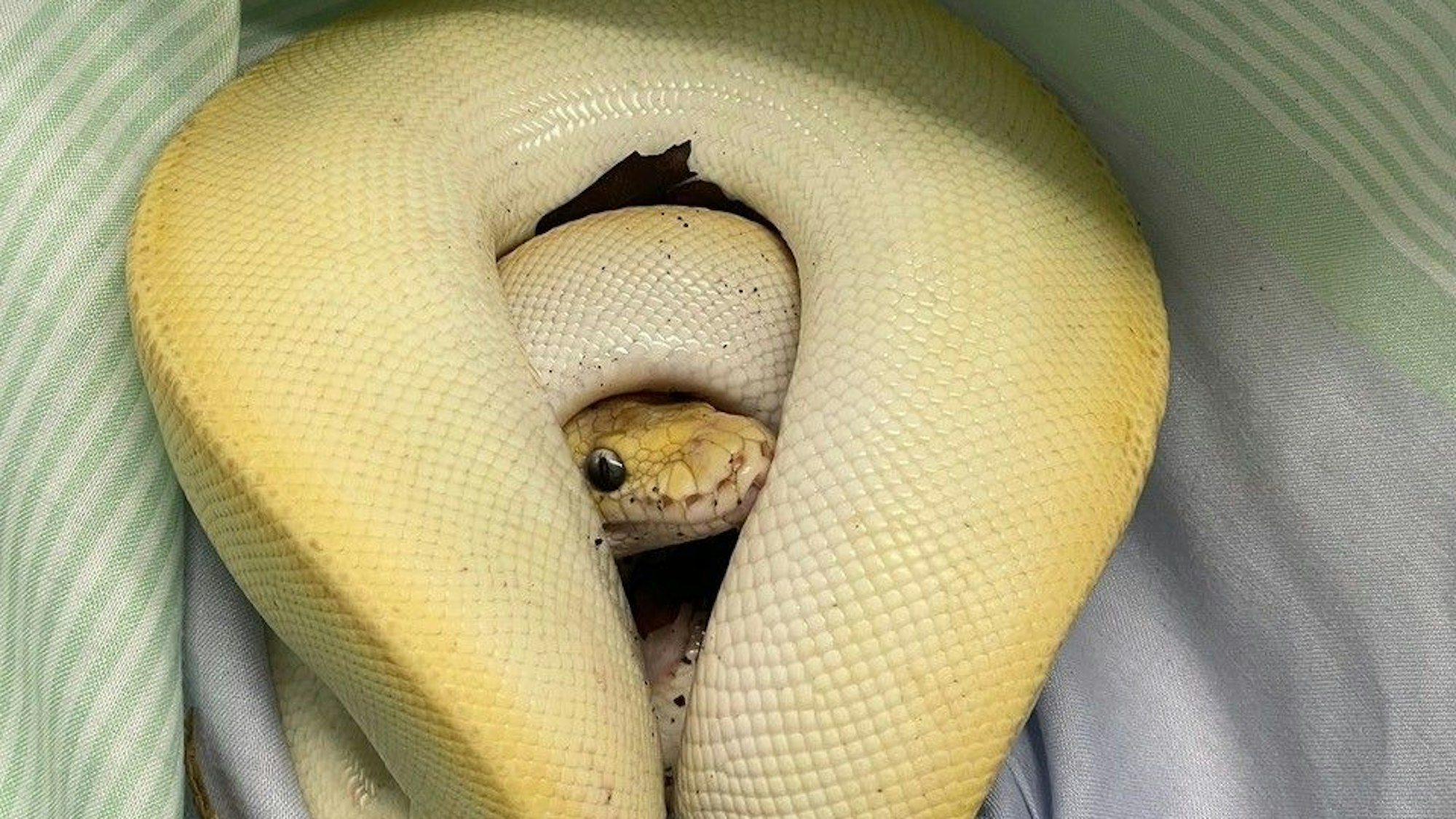 Eine Schlange hat sich zusammengerollt.