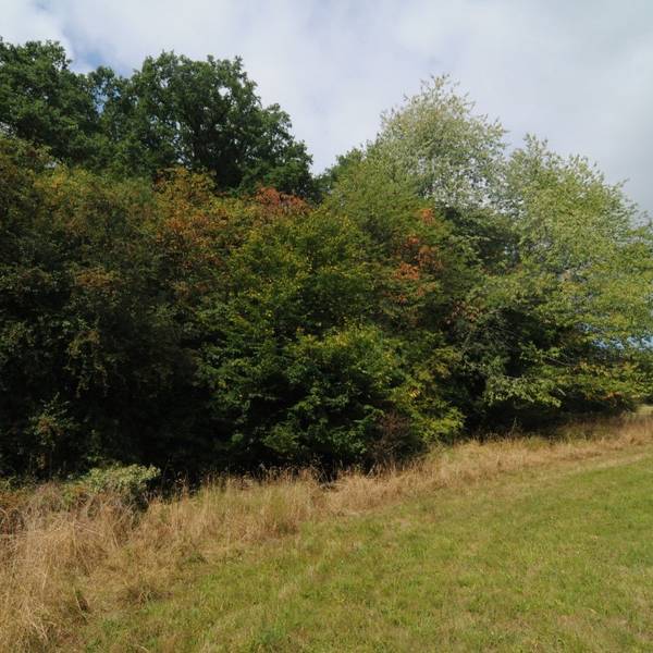 Neben einer Wiese ist ein vielschichtiger Waldrand zu sehen.