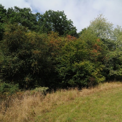 Neben einer Wiese ist ein vielschichtiger Waldrand zu sehen.