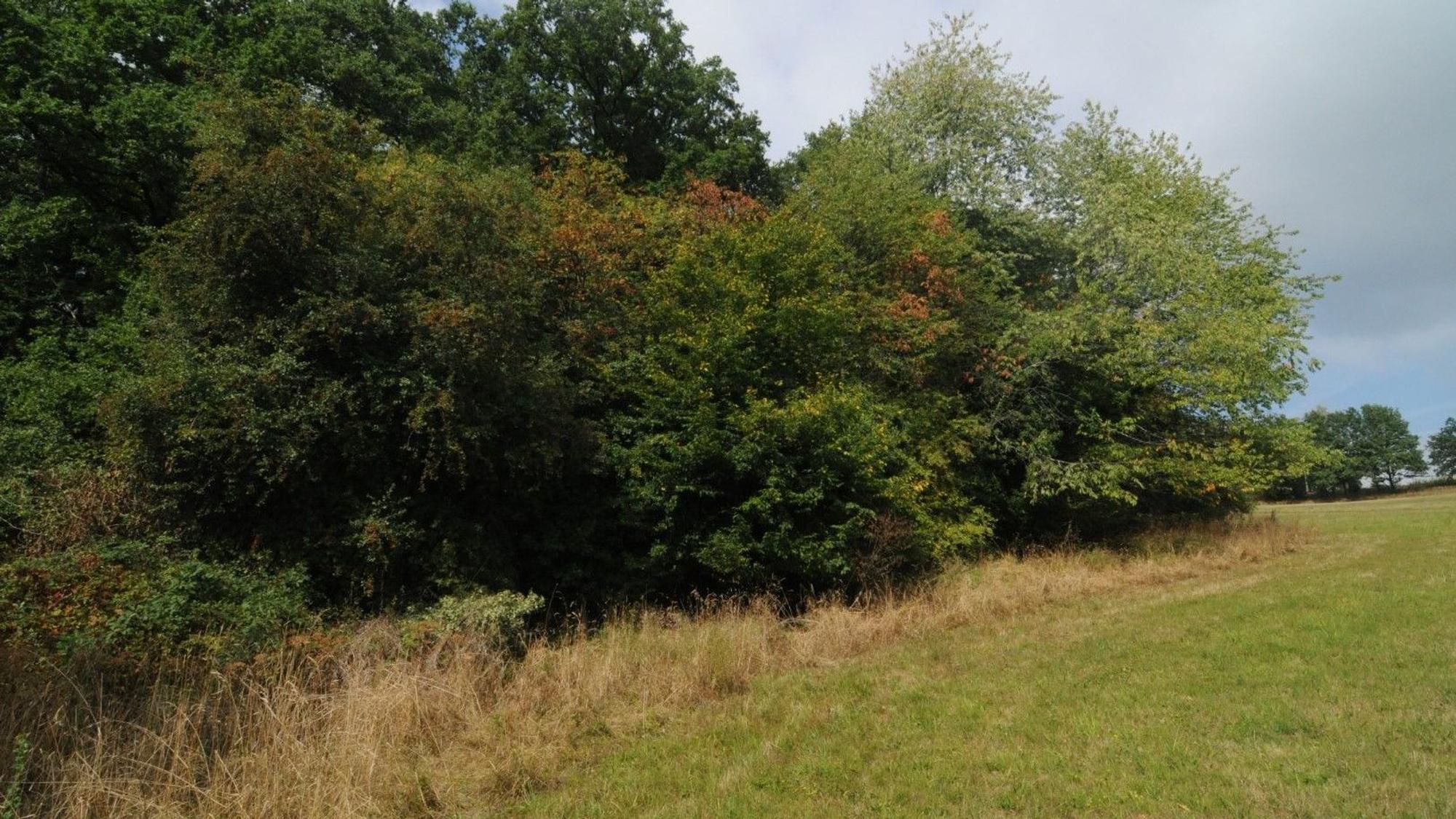 Neben einer Wiese ist ein vielschichtiger Waldrand zu sehen.