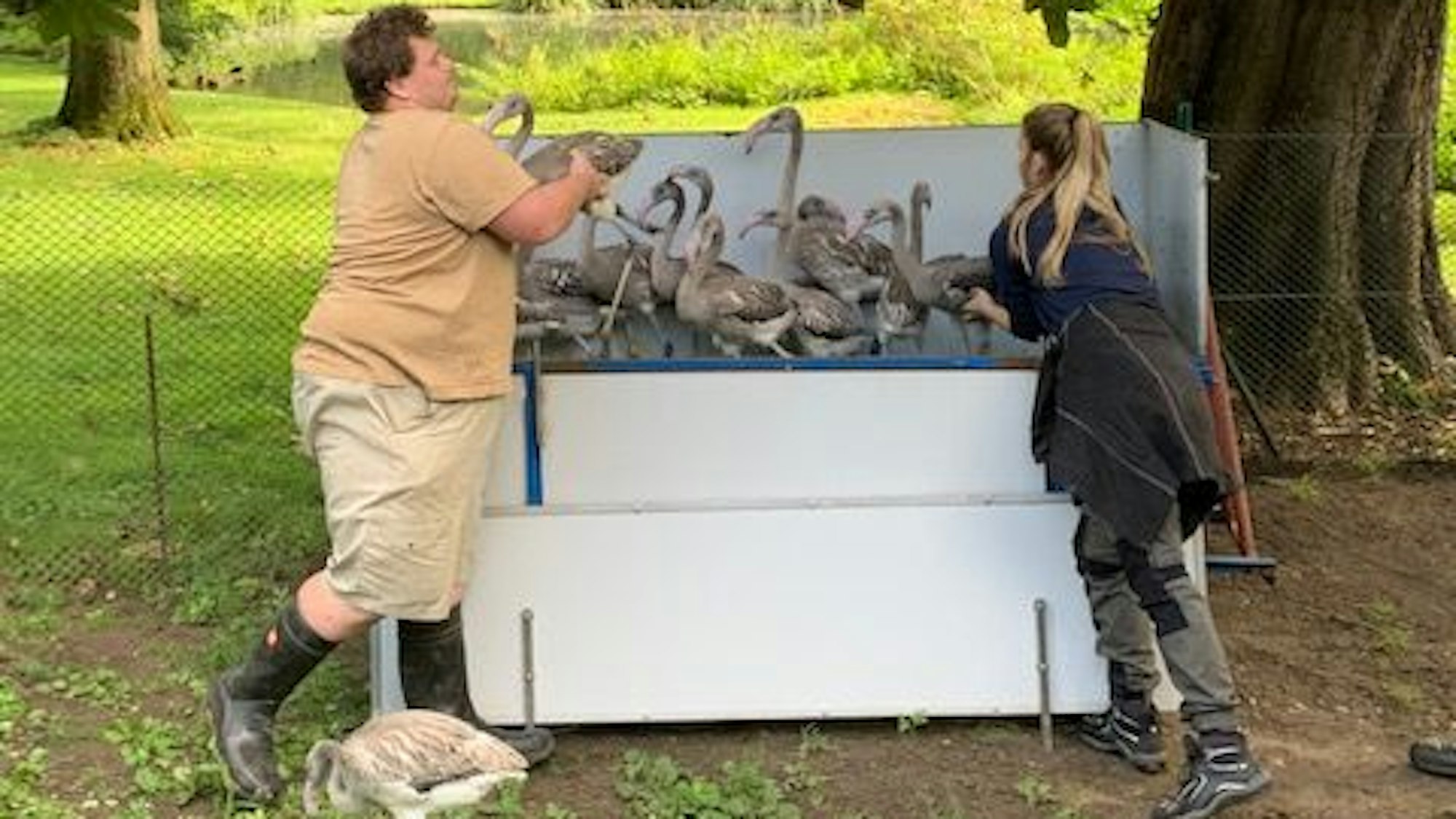 Ein Mann und eine Frau, die graue Flamingos aus einem weißen Transporter heben