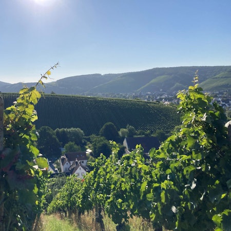 Blick vom Wanderweg „Ahrsteig “durch die Weinberge ins Ahrtal.