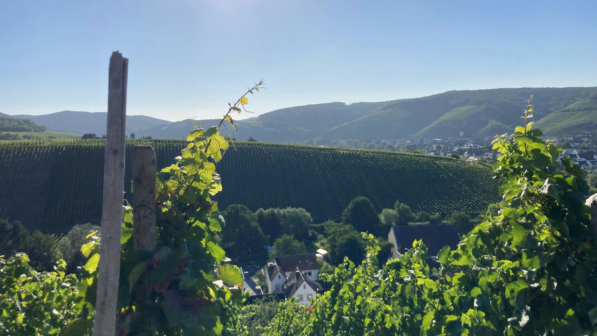 Blick vom Wanderweg „Ahrsteig “durch die Weinberge ins Ahrtal.
