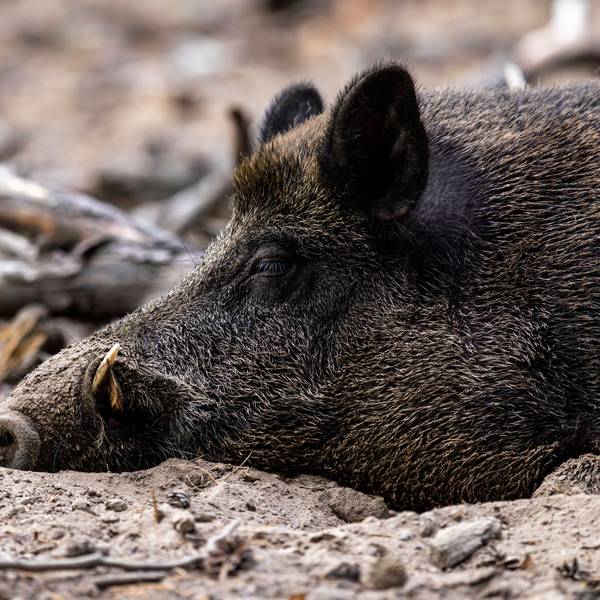 Ein Wildschwein liegt im Dreck.