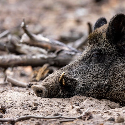 Ein Wildschwein liegt im Dreck.