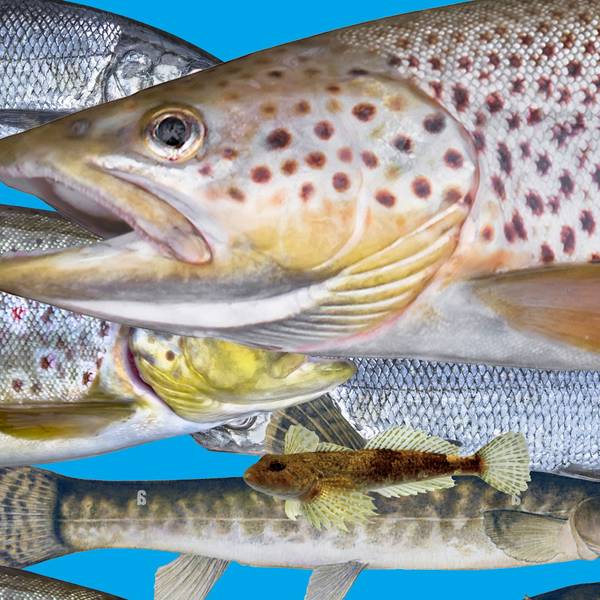 Fische in NRW