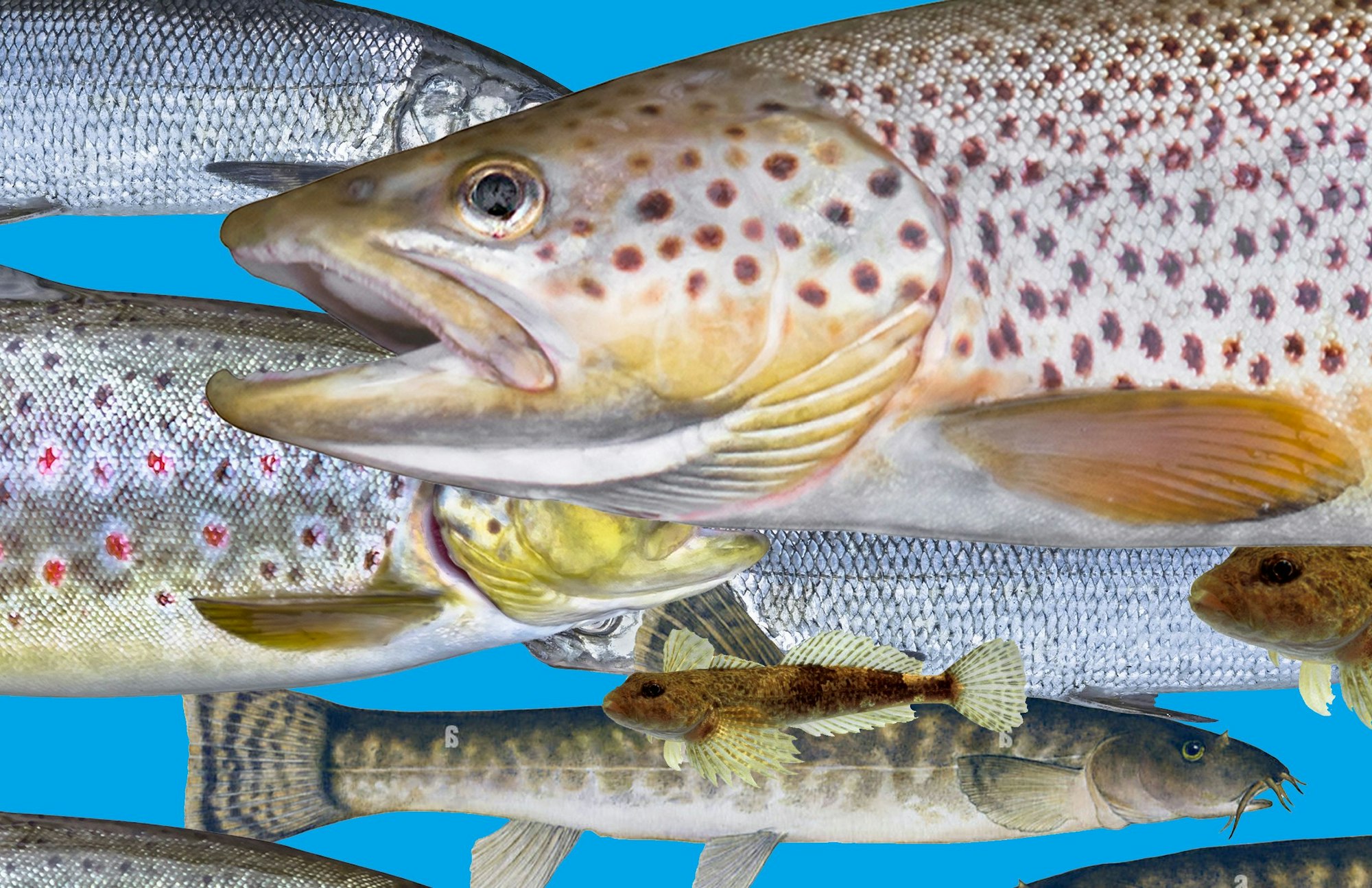 Fische in NRW