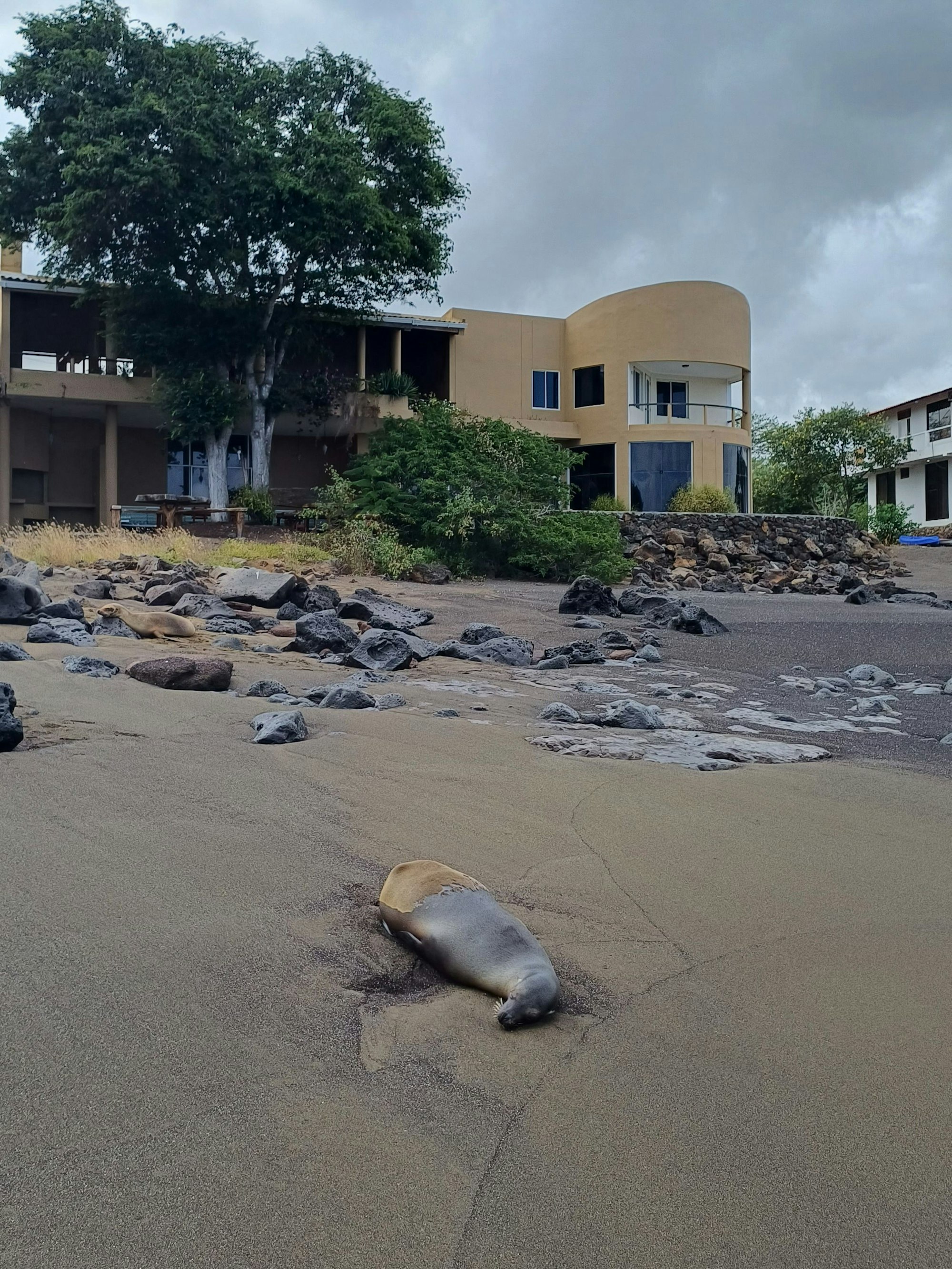 Das Hotel Wittmer am Black Beach, auf dem Seelöwen dösen