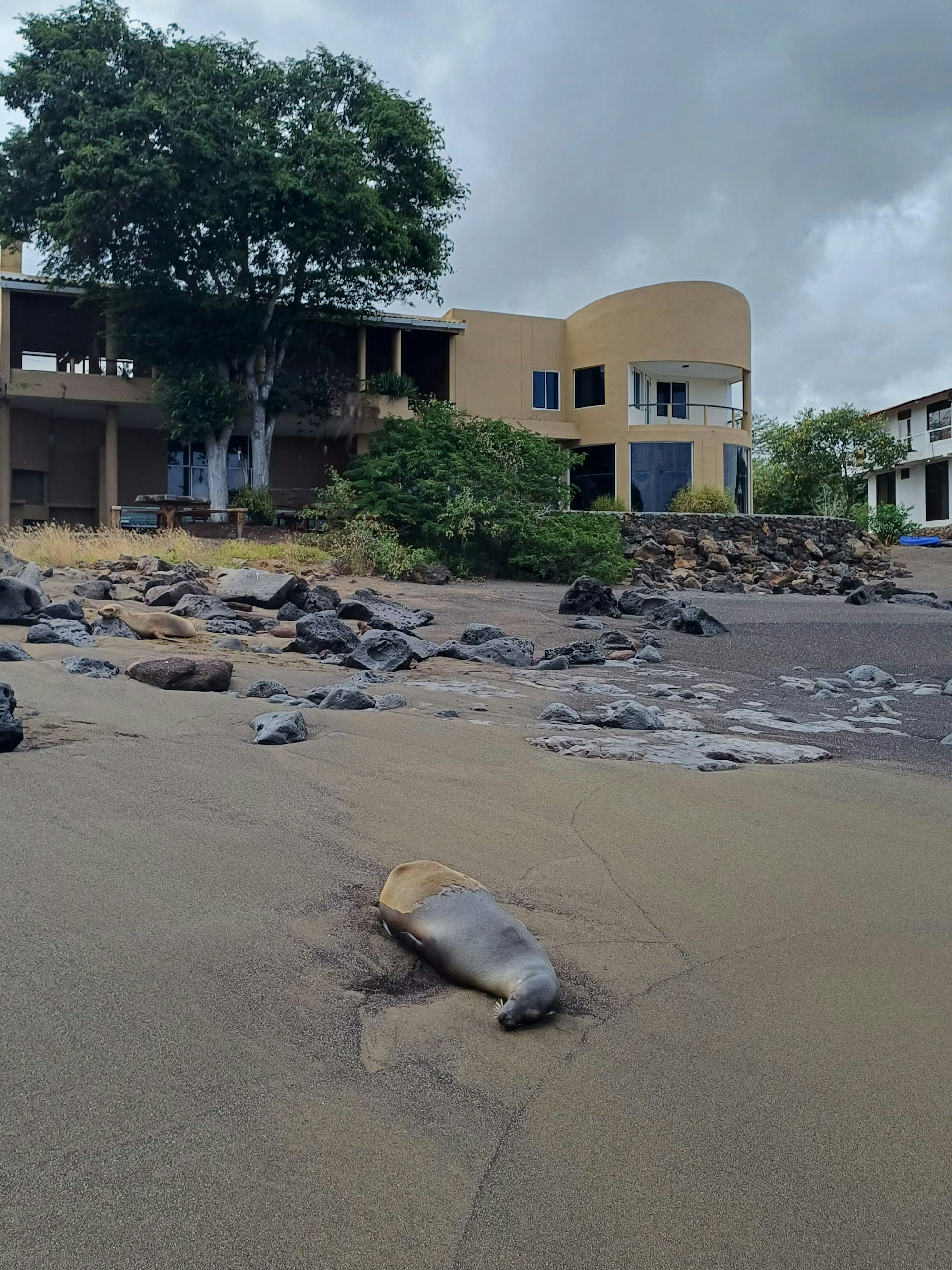 Das Hotel Wittmer am Black Beach, auf dem Seelöwen dösen