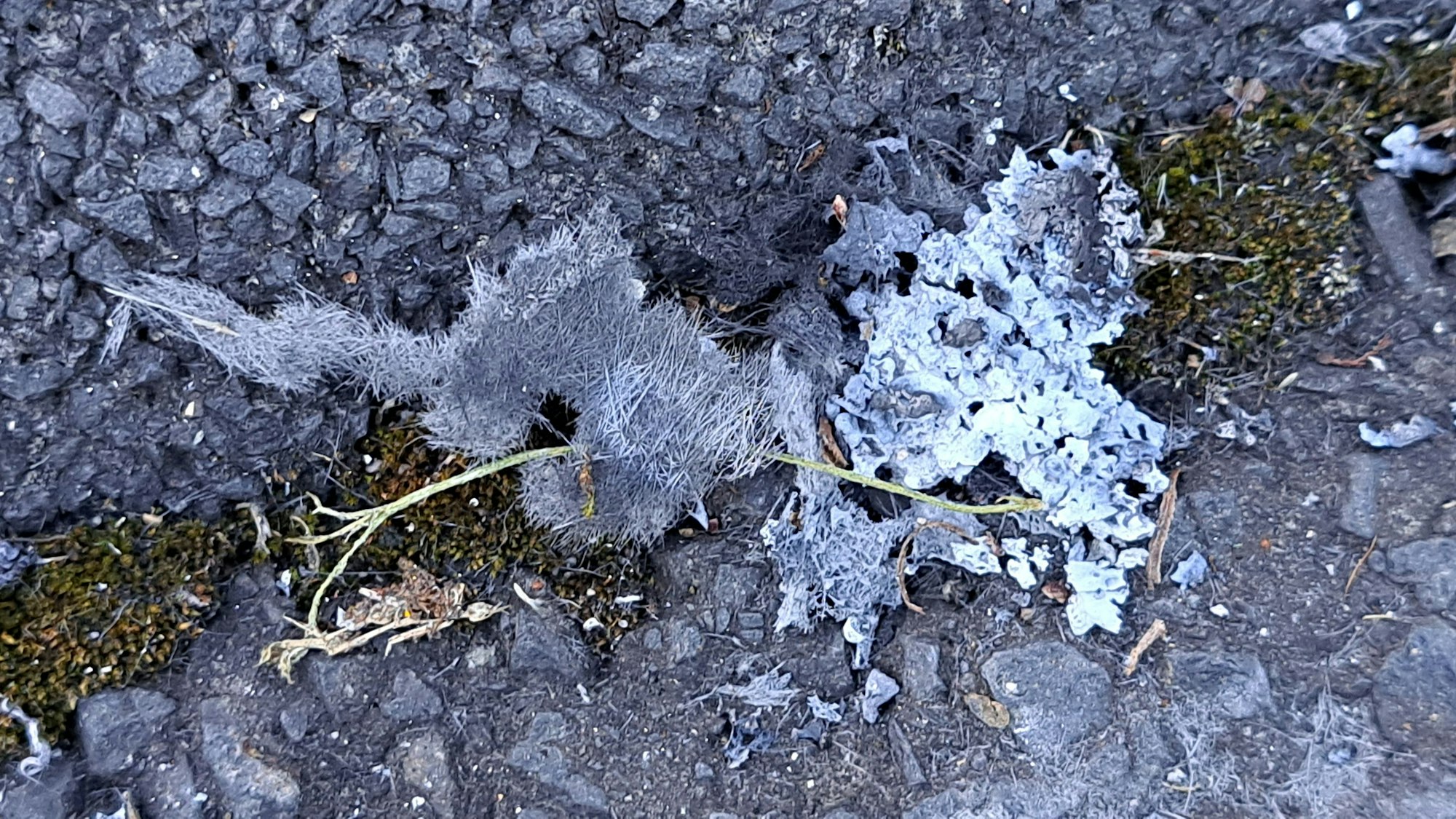 En grau-weißer Fetzen liegt auf dem Asphalt.