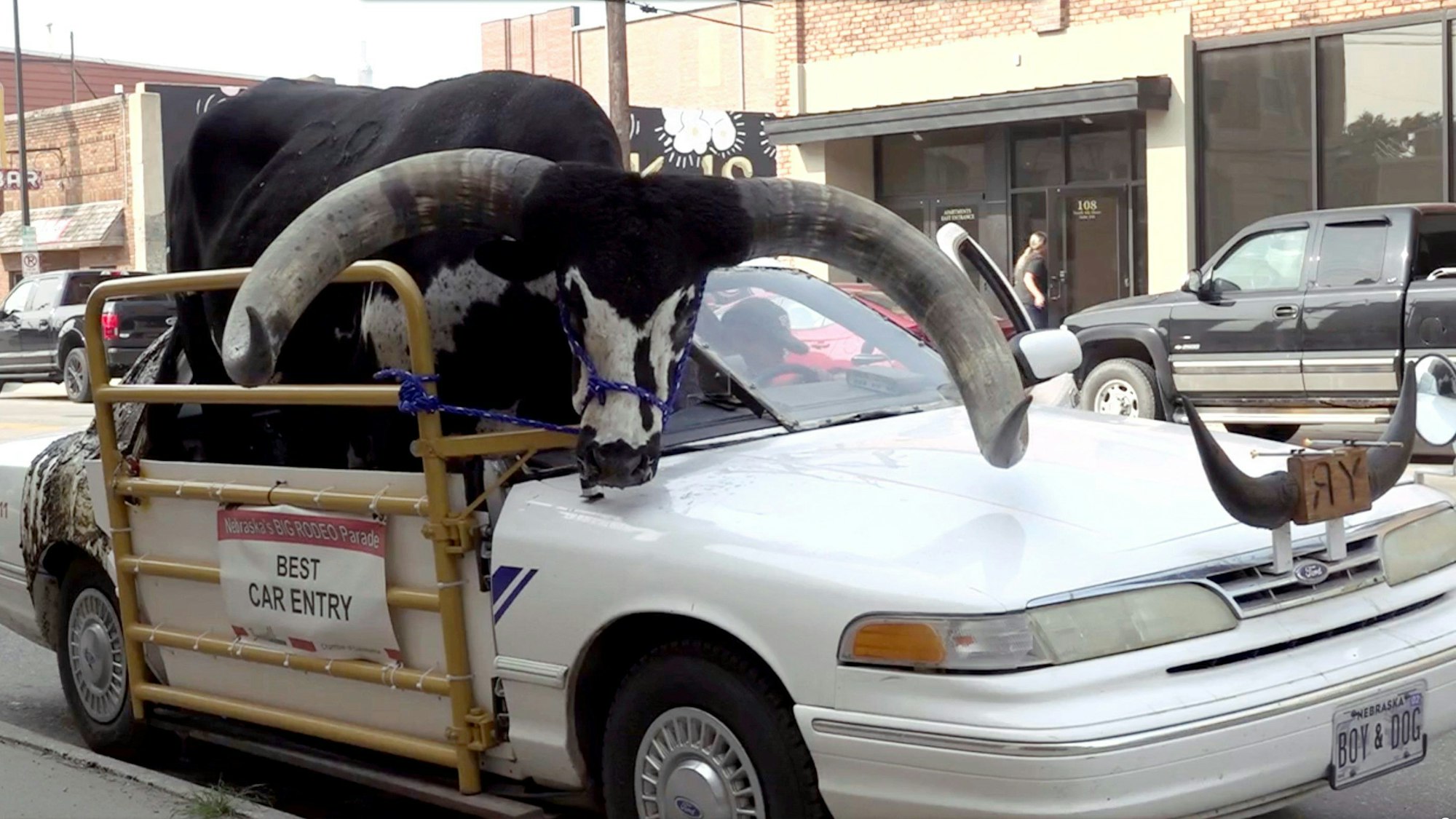 Auf diesem von News Channel Nebraska zur Verfügung gestellten Foto sitzt ein Watussi-Bulle namens Howdy Doody auf dem Beifahrersitz eines Autos, das Lee Meyer gehört.