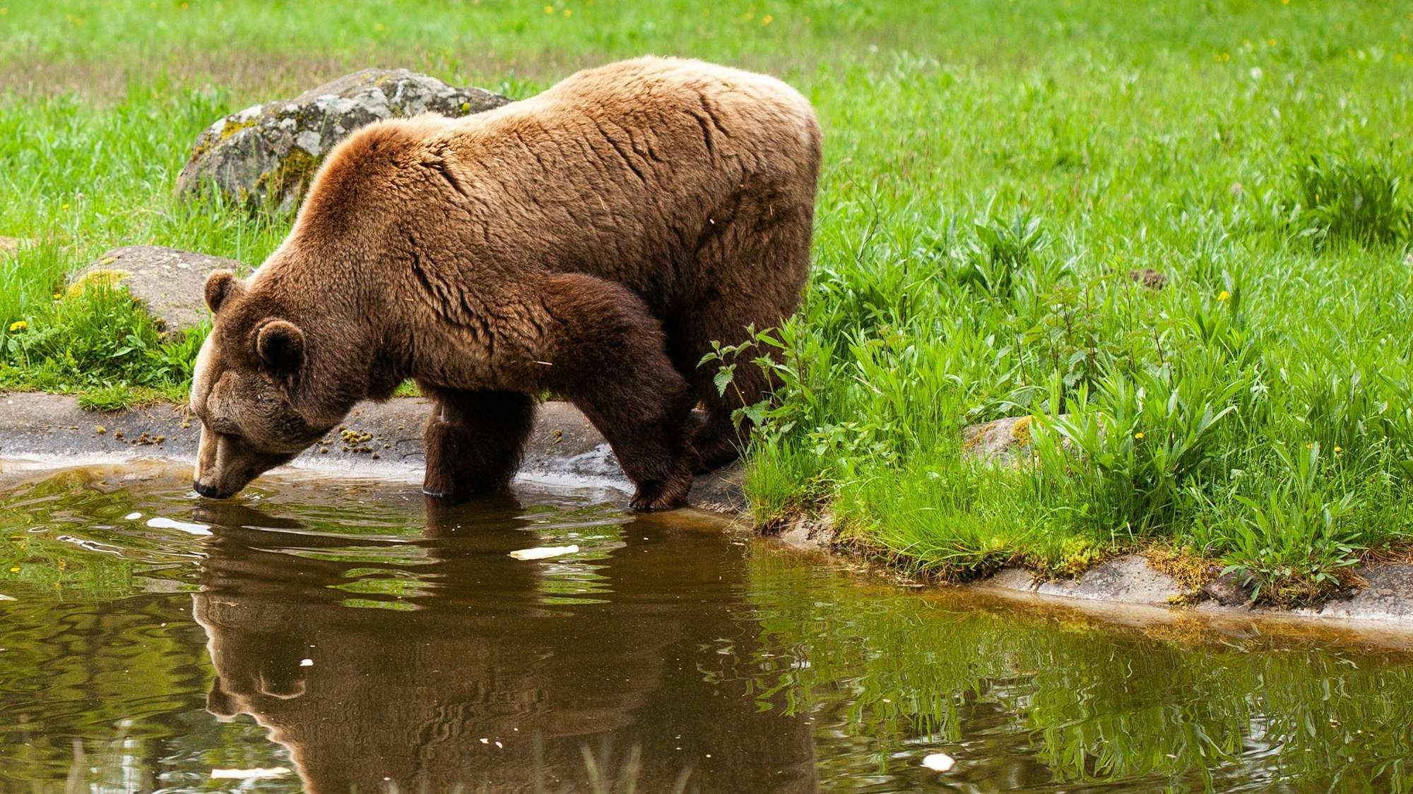 Ein Braunbär testet im Bärenwald Müritz das Wasser.