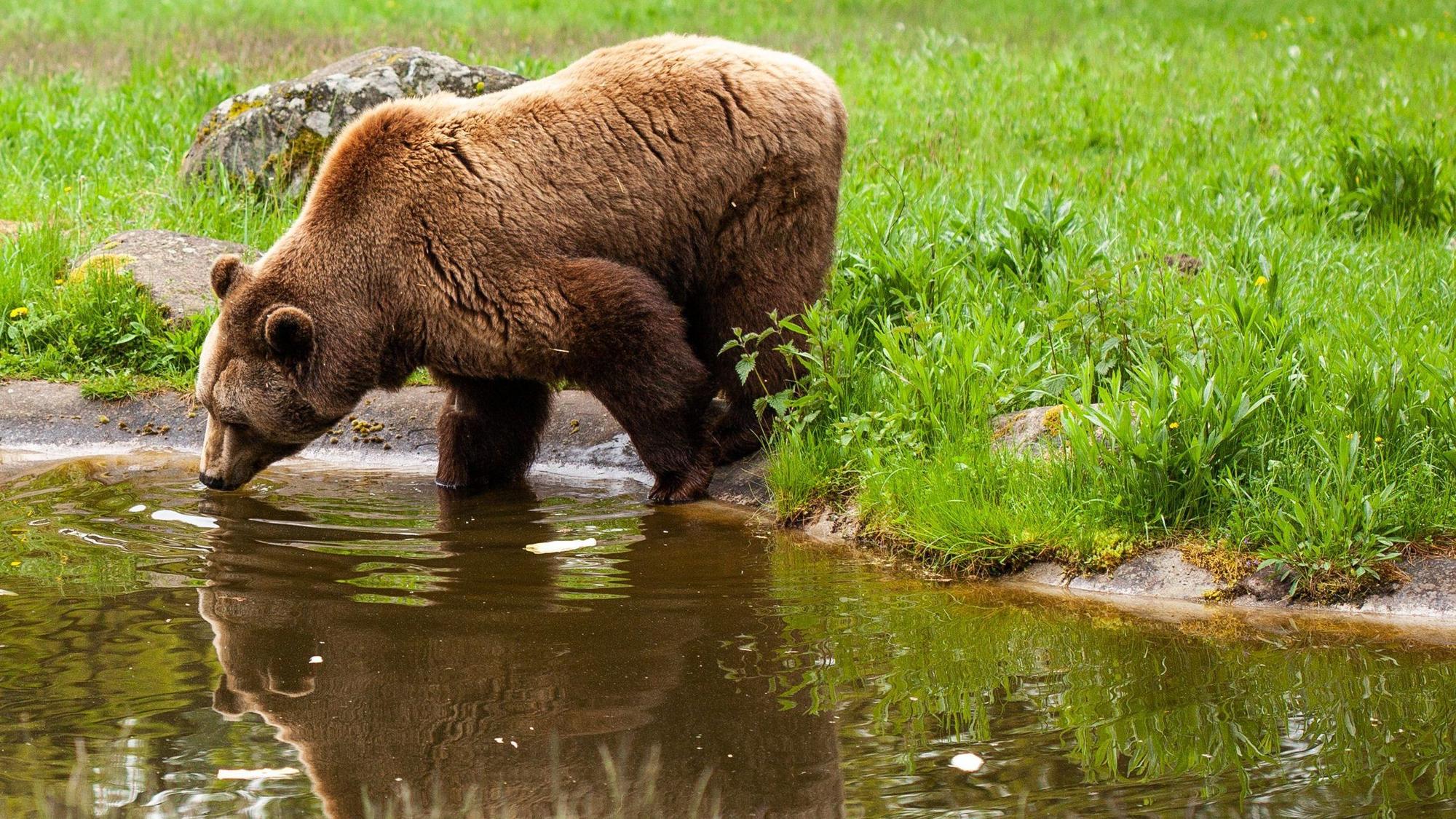 Ein Braunbär testet im Bärenwald Müritz das Wasser.