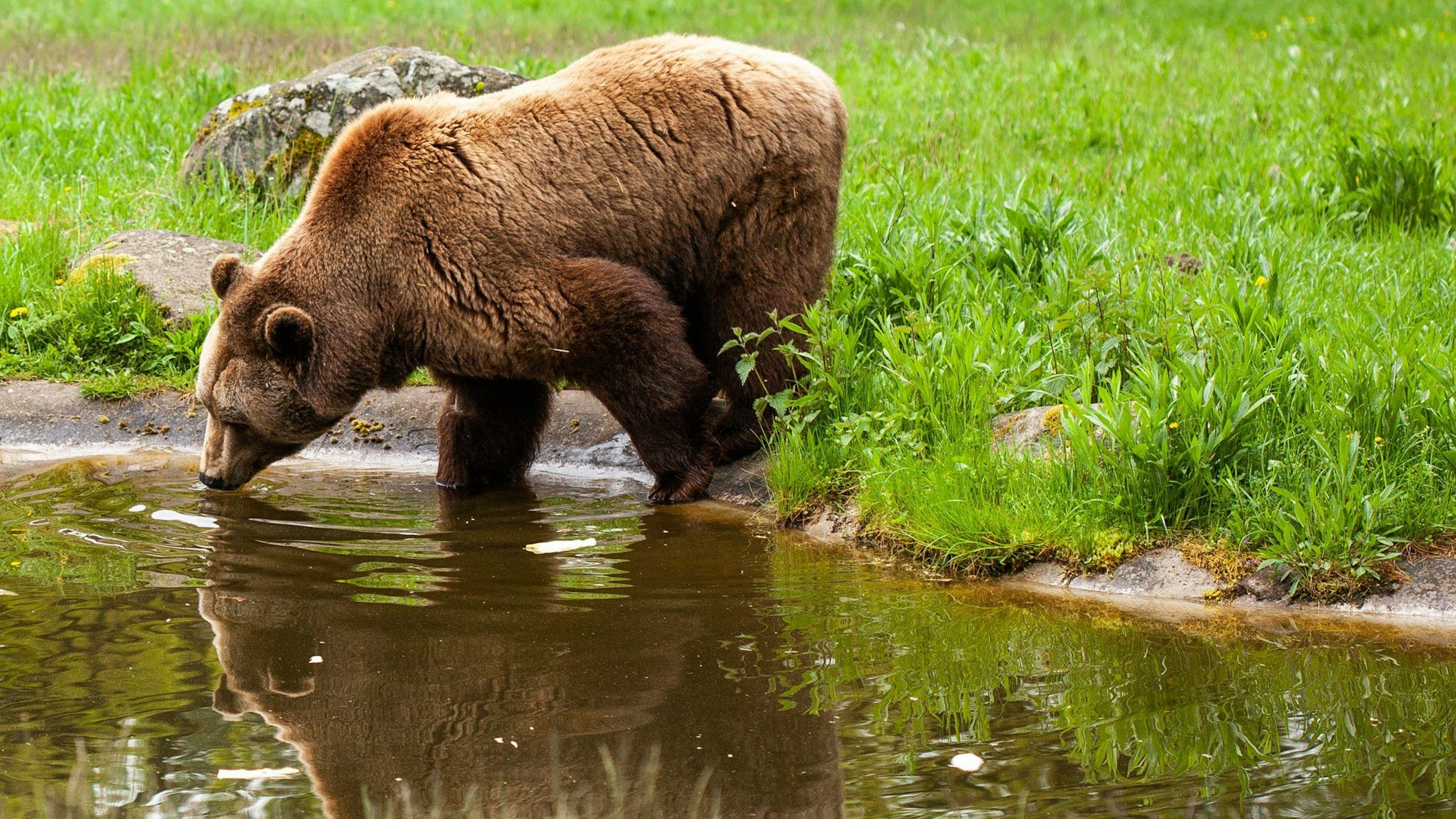 Ein Braunbär testet im Bärenwald Müritz das Wasser.