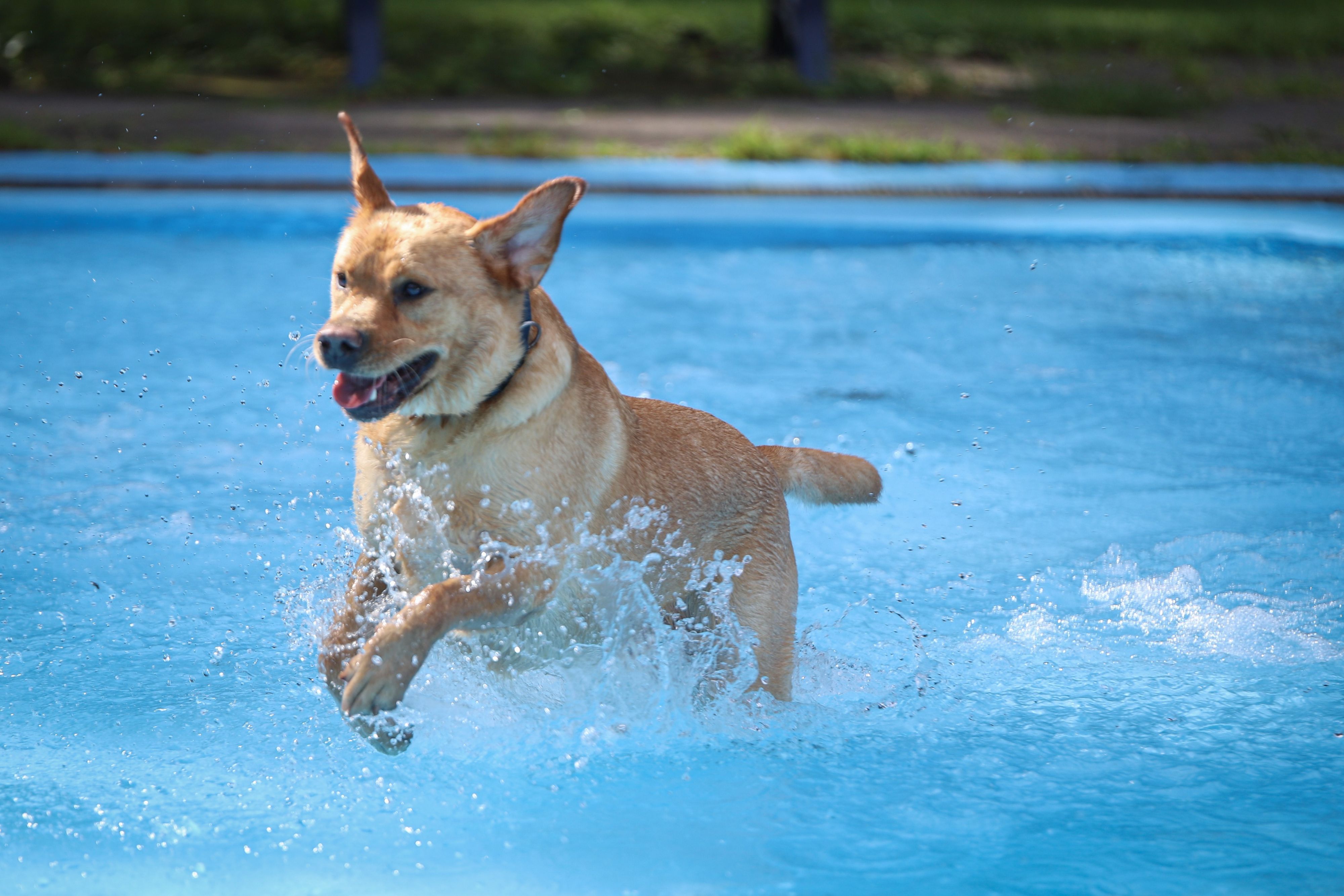 Ein Hund spielt im Wasser.