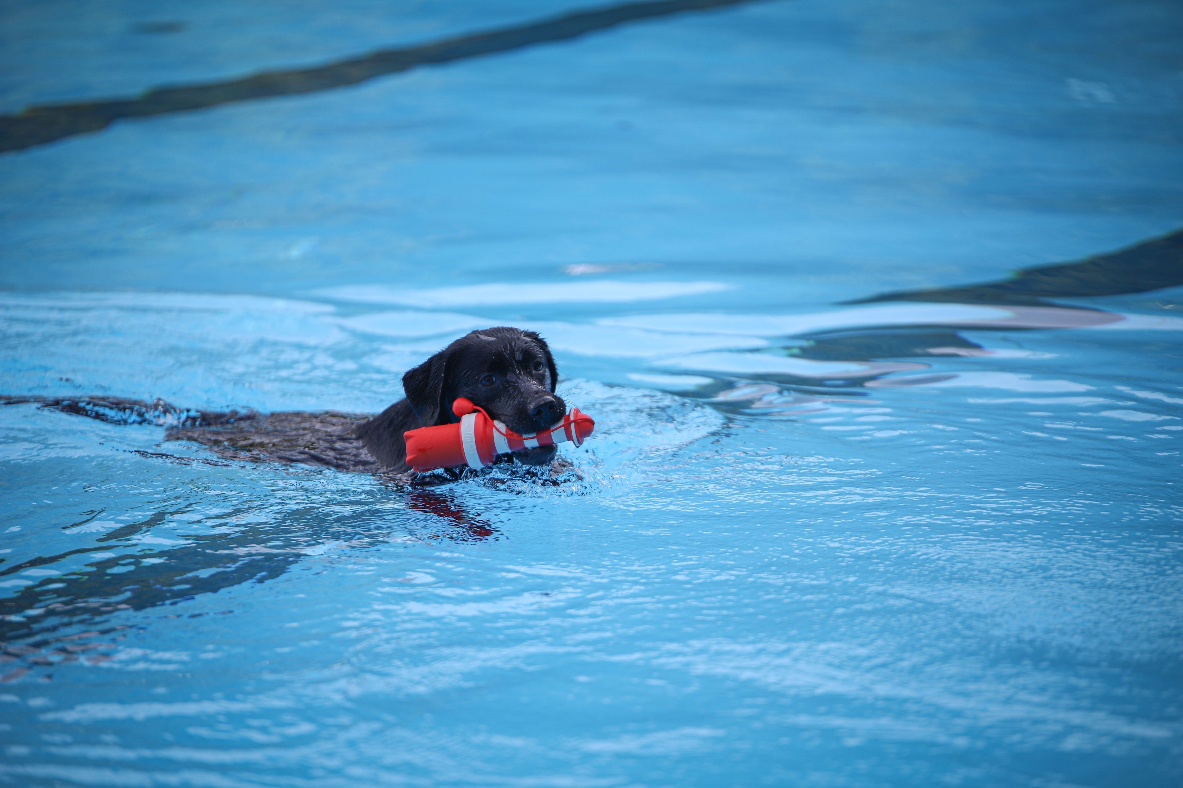 Ein Hund schwimmt mit einem Spielzeug im Mund.