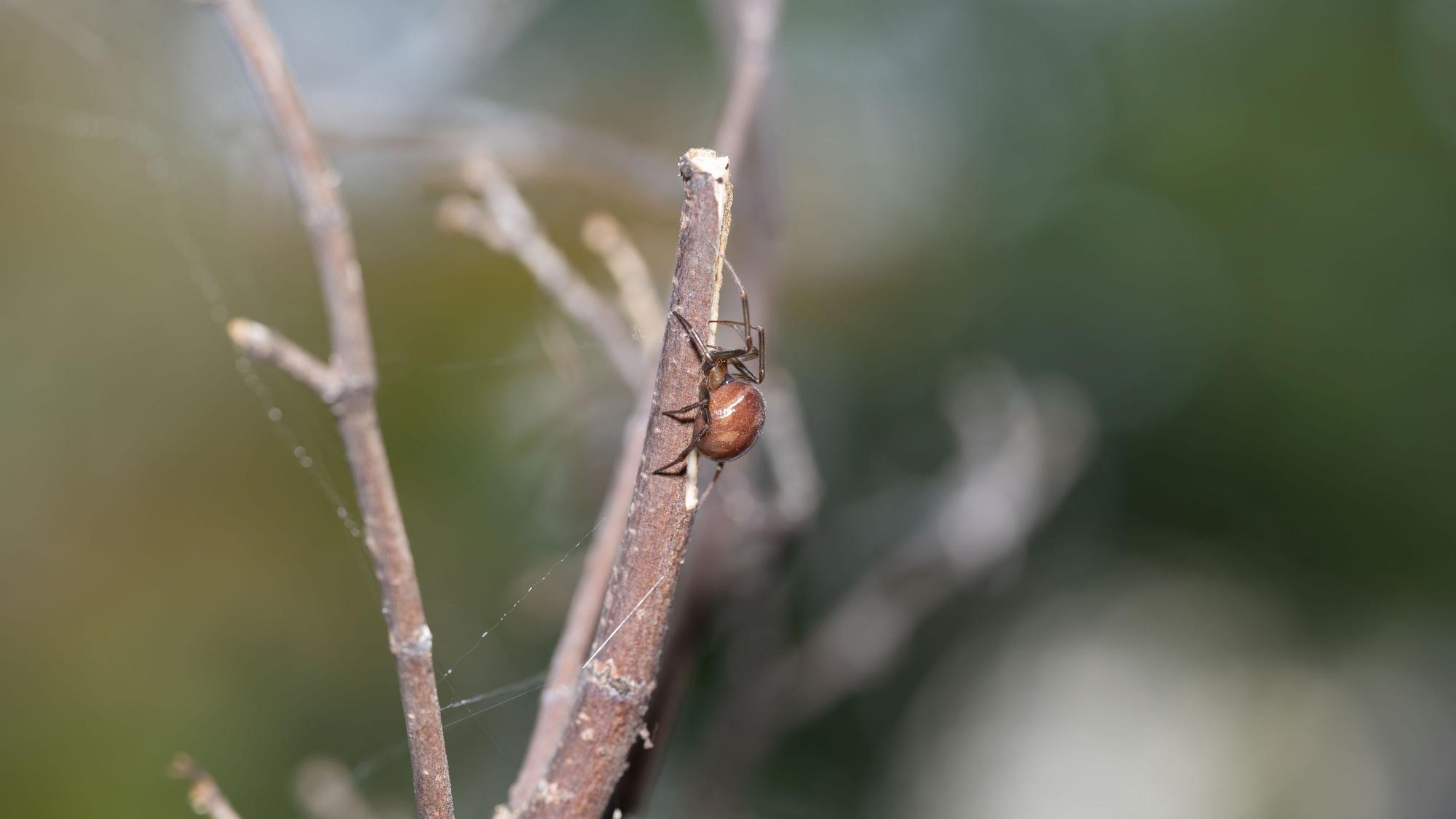 Fettspinne auf einem Zweig
