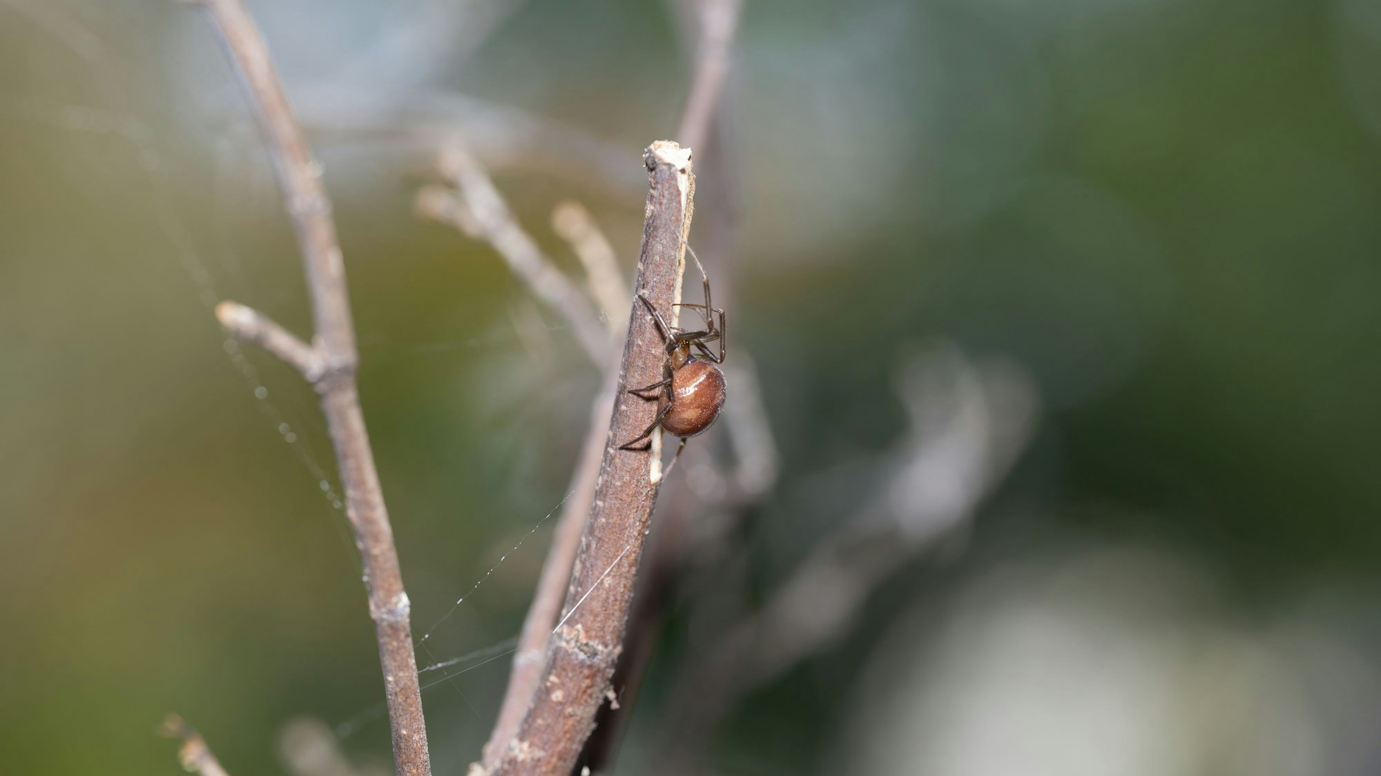 Fettspinne auf einem Zweig