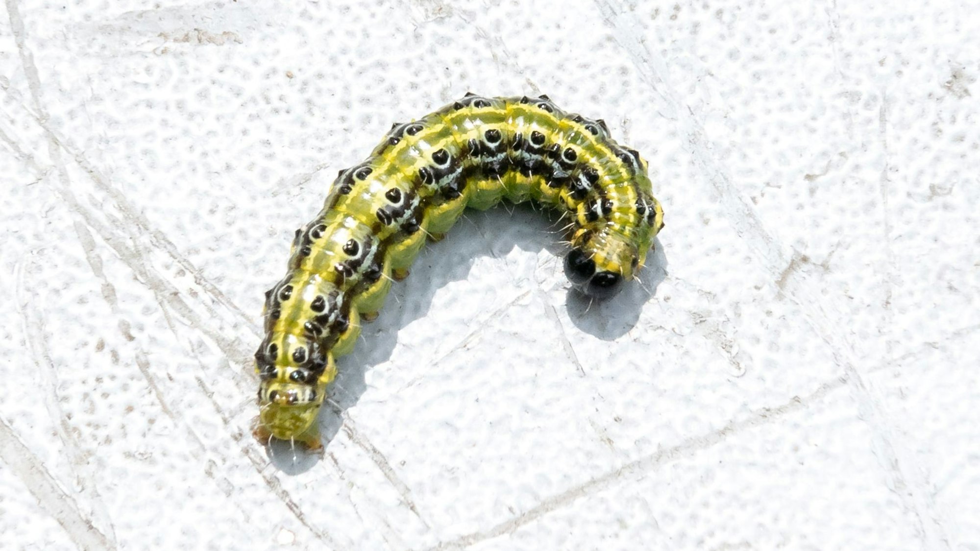 Die Raupe eines Buchsbaumzünslers (Cydalima perspectalis) liegt auf einer glatten Oberfläche. Die Raupen können Schäden durch Kahlfraß an Buchsbaum verursachen.