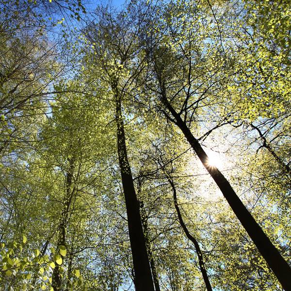 Buchen stehen bei Sonnenlicht in einem Wald.