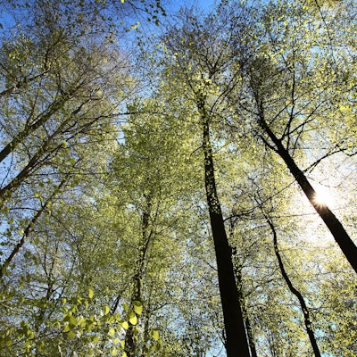 Buchen stehen bei Sonnenlicht in einem Wald.