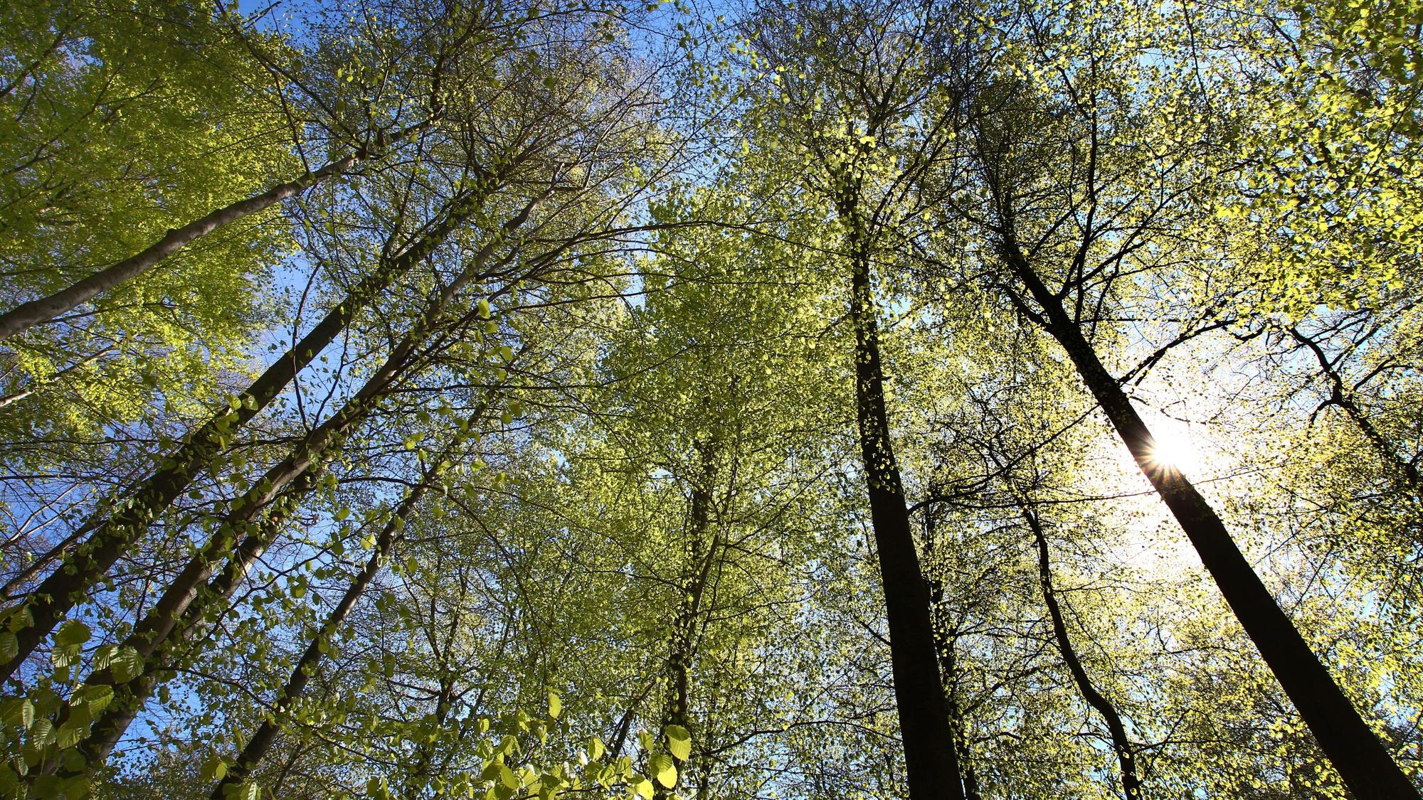 Buchen stehen bei Sonnenlicht in einem Wald.