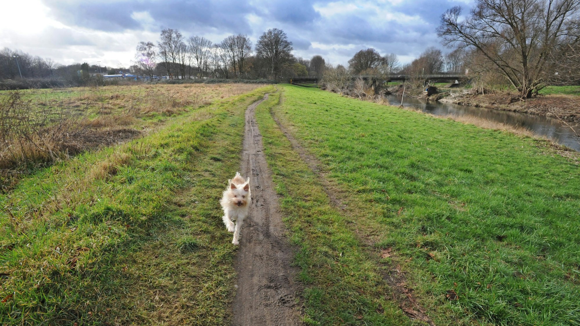 Ein frei laufender Hund.