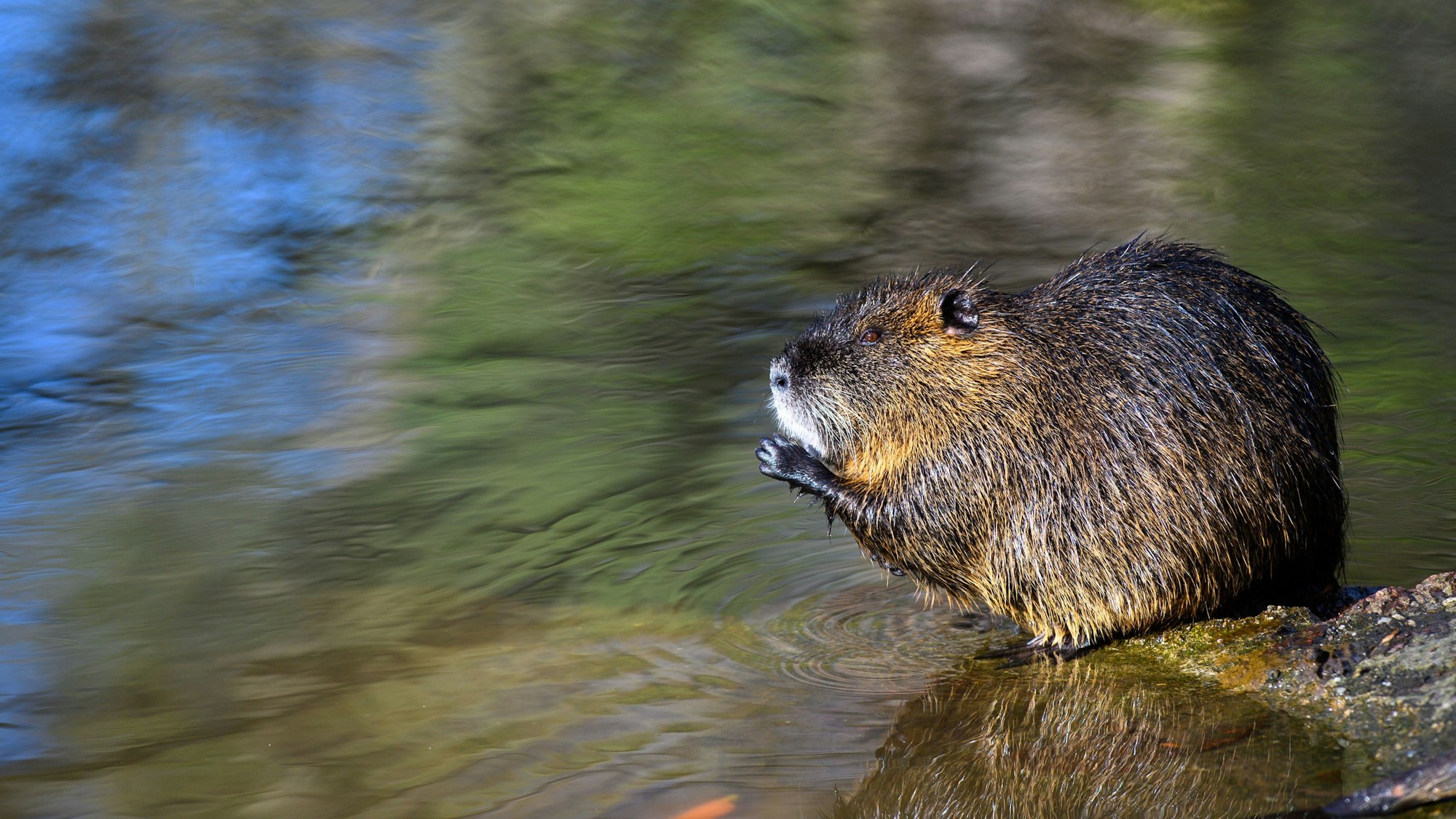 Ein Nutria sitzt in einem Flussarm auf einem Stein.