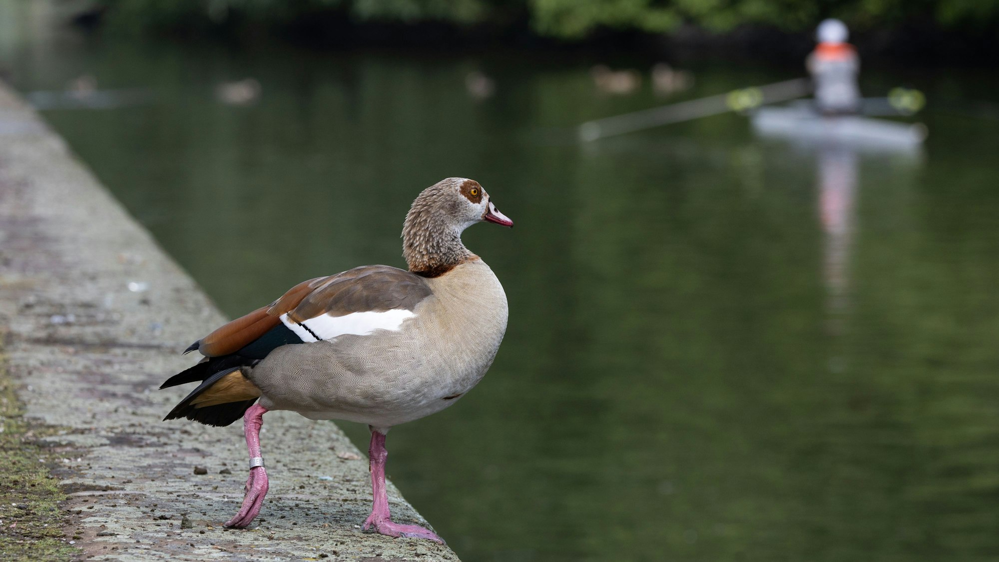 Eine Nilgans steht am Rheinufer. Im Hintergrund wartet ein Kanufahrer auf vorbei schwimmende Gänse. In den letzten Jahren breitete sich die Nilgans sich in Europa aus.