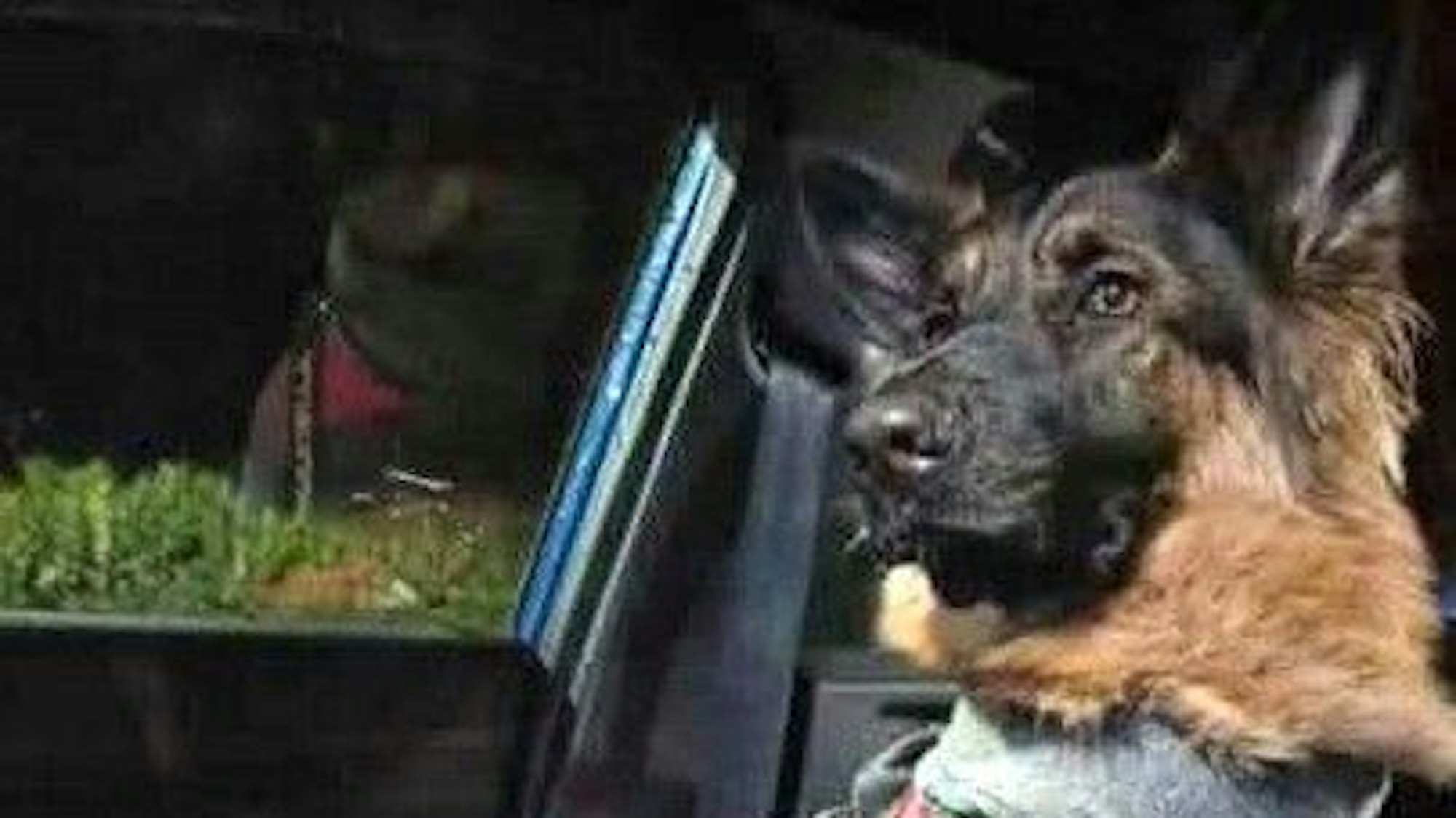 Das Bild zeigt die Schäferhündin Luna in einem Auto.