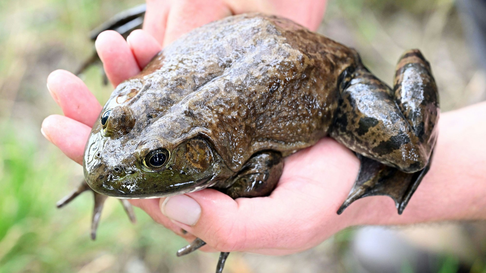 Ochsenfrosch auf einer Hand.