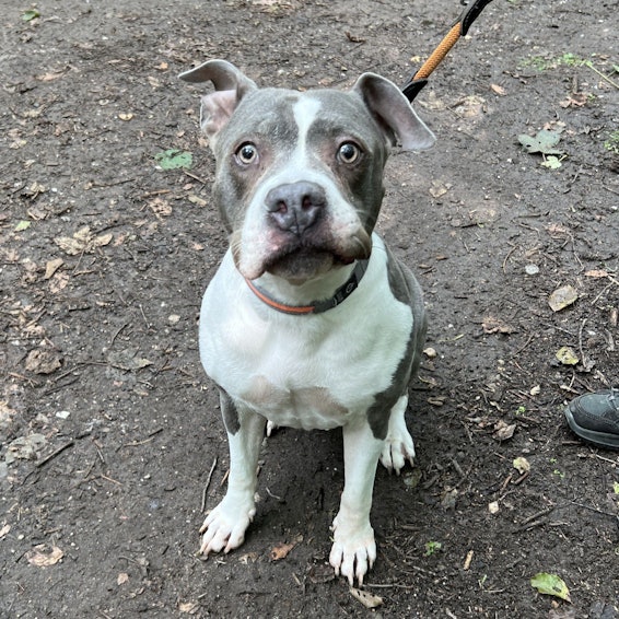 Die Hündin „Nelly“ guckt irritiert in die Kamera.