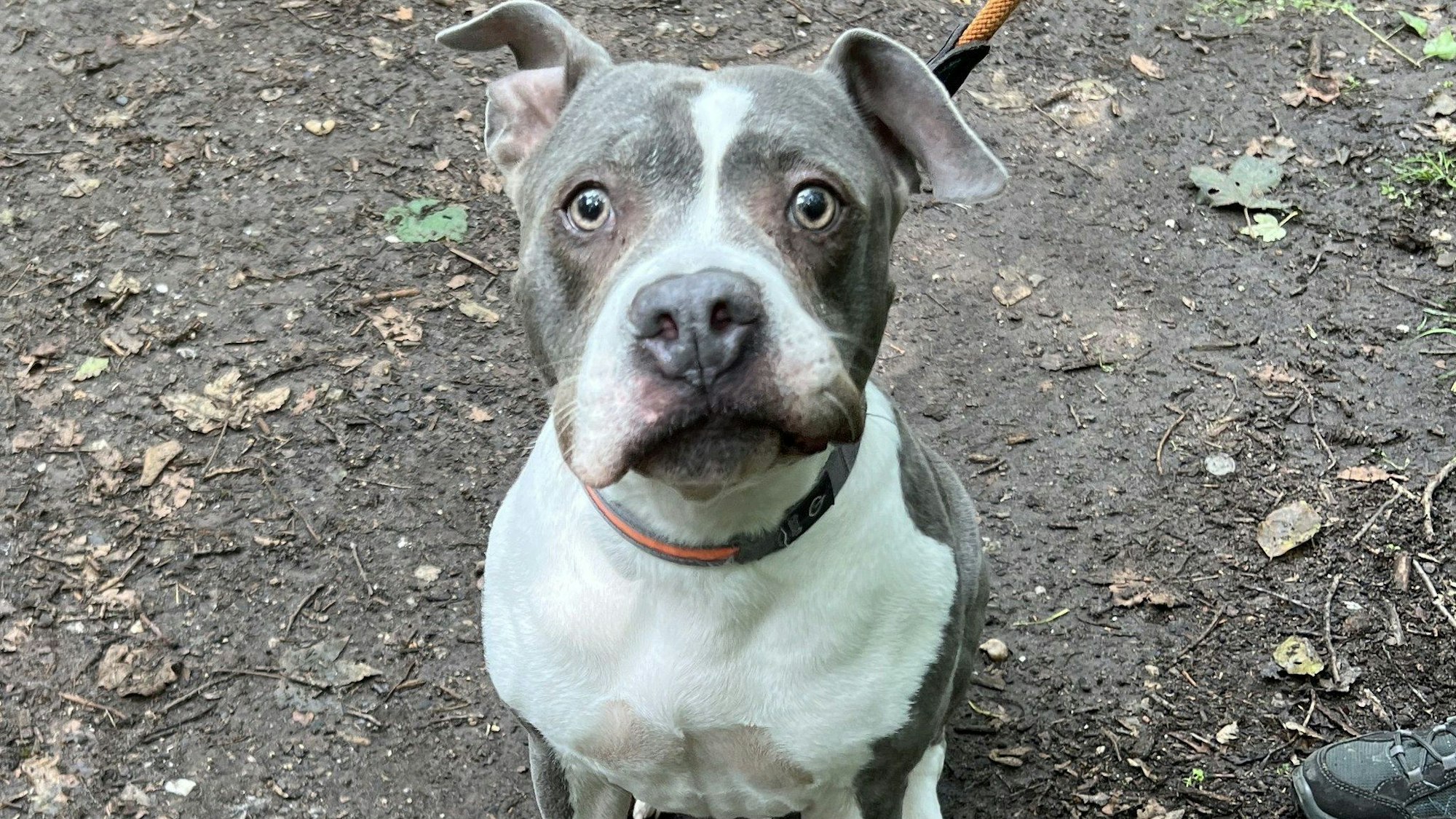 Die Hündin „Nelly“ guckt irritiert in die Kamera.