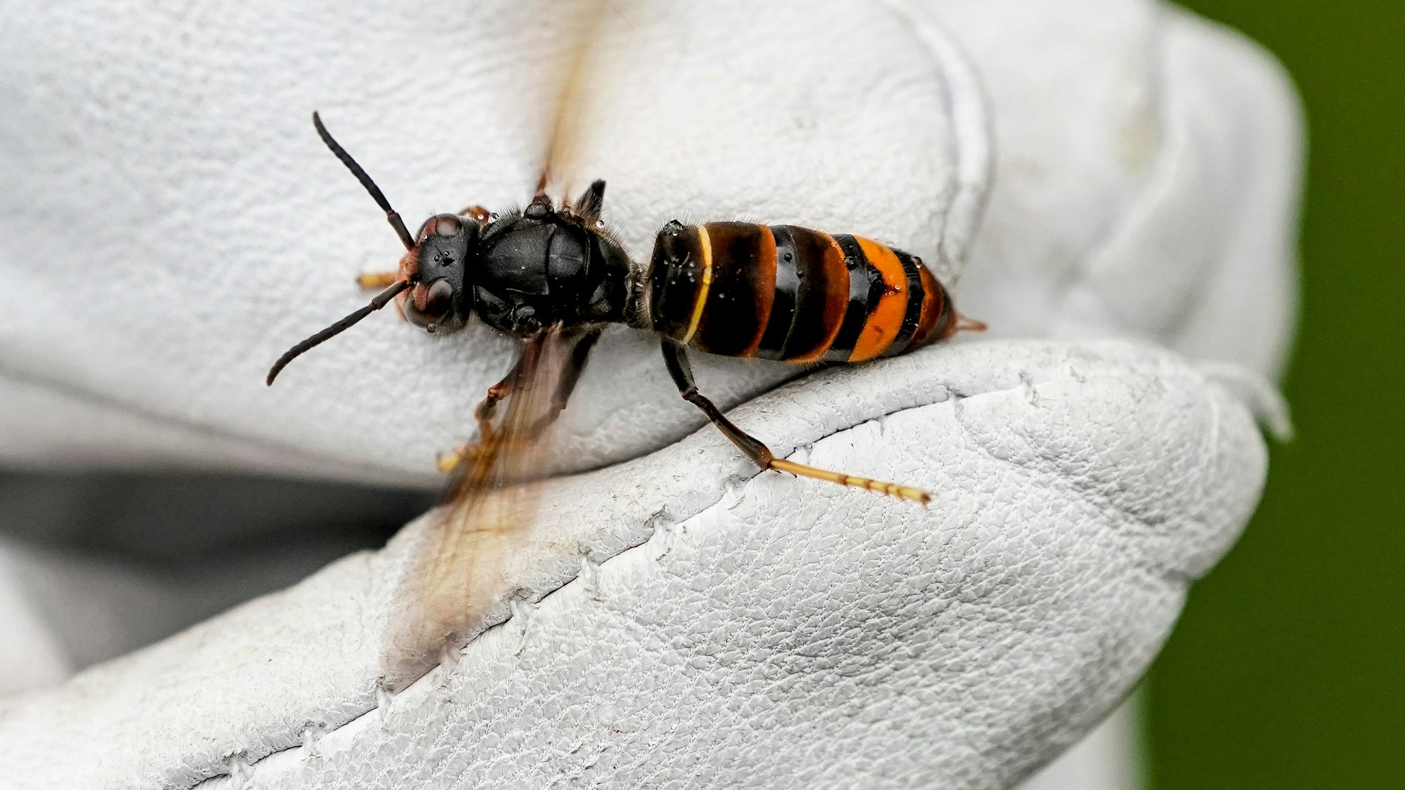 Eine Asiatische Hornisse (Vespa velutina nigrithorax) wird von einem Biologen mit einem Handschuh gehalten.