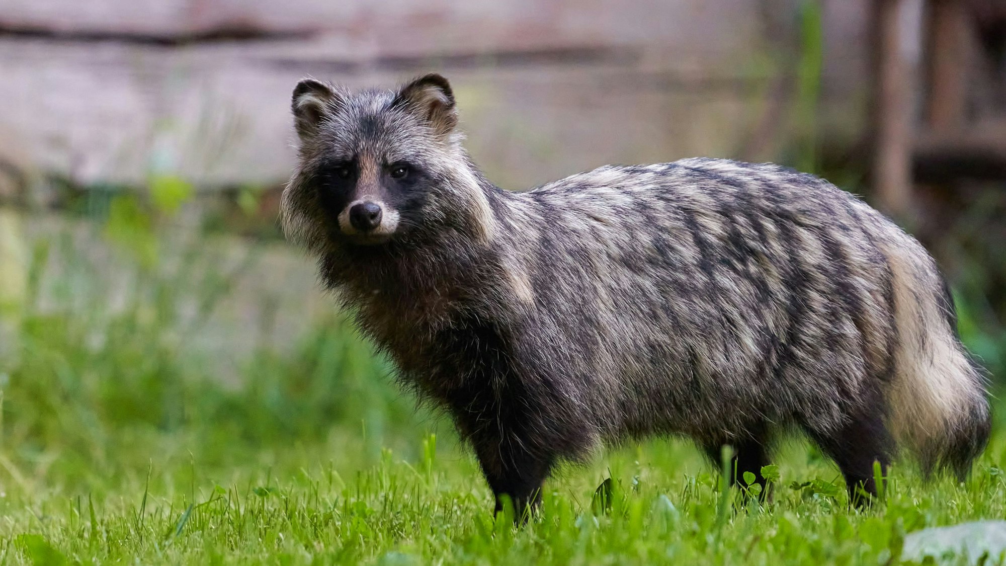 Ein aus Asien stammender Marderhund. Mittlerweile kommen die Tiere in 33 Ländern Europas vor.