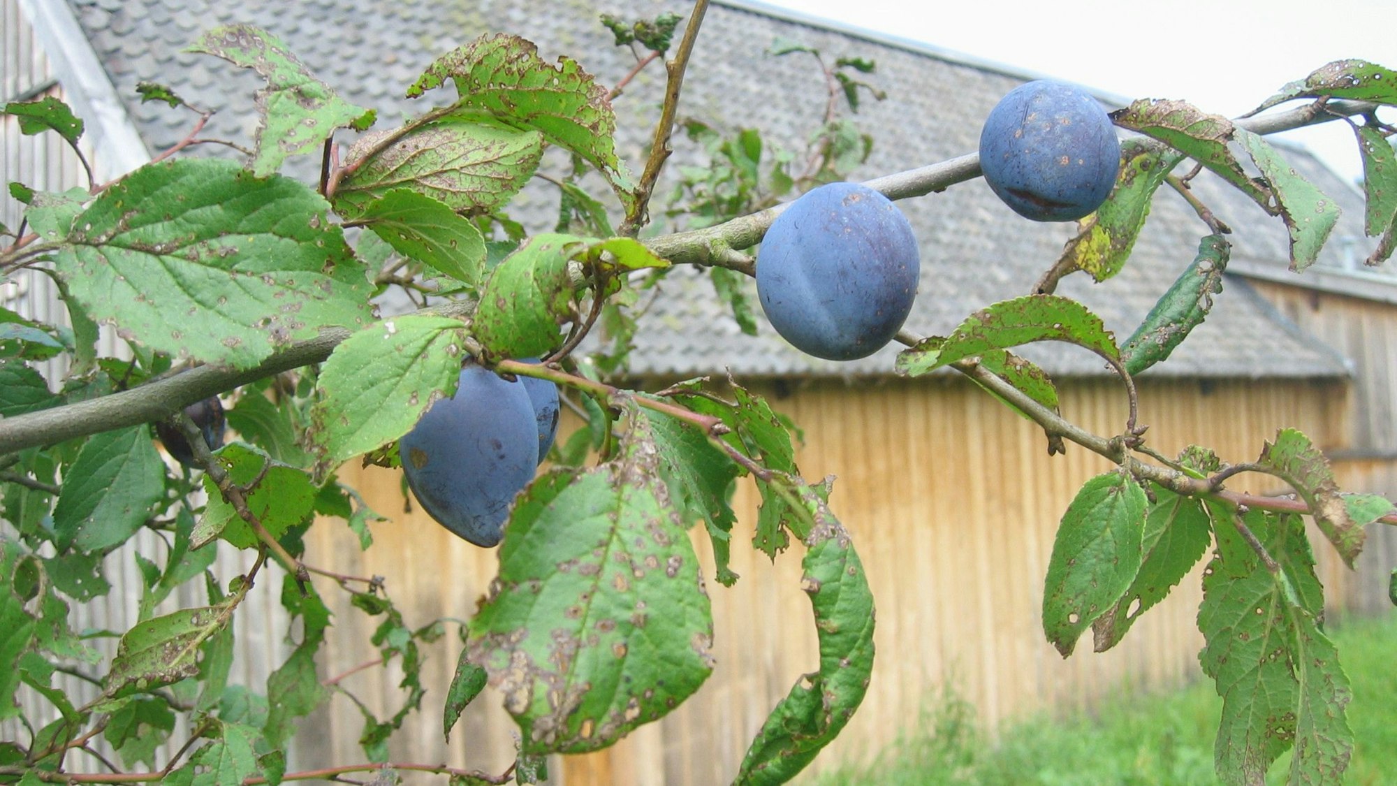 Blaue Pflaumen hängen an einem Ast, im Hintergrund eine Scheune.