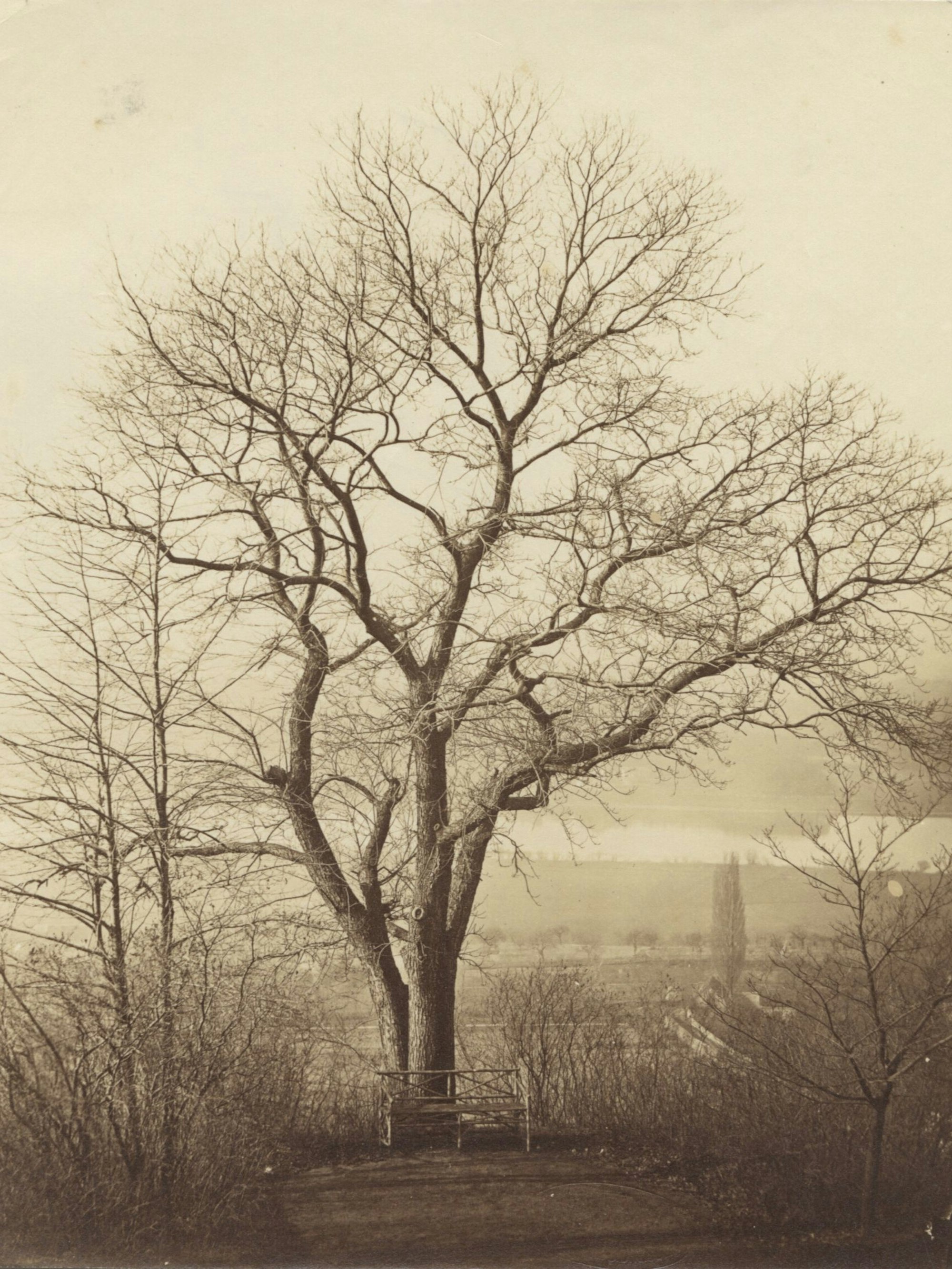 Eine Kastanie ohne Laub steht in der Landschaft.