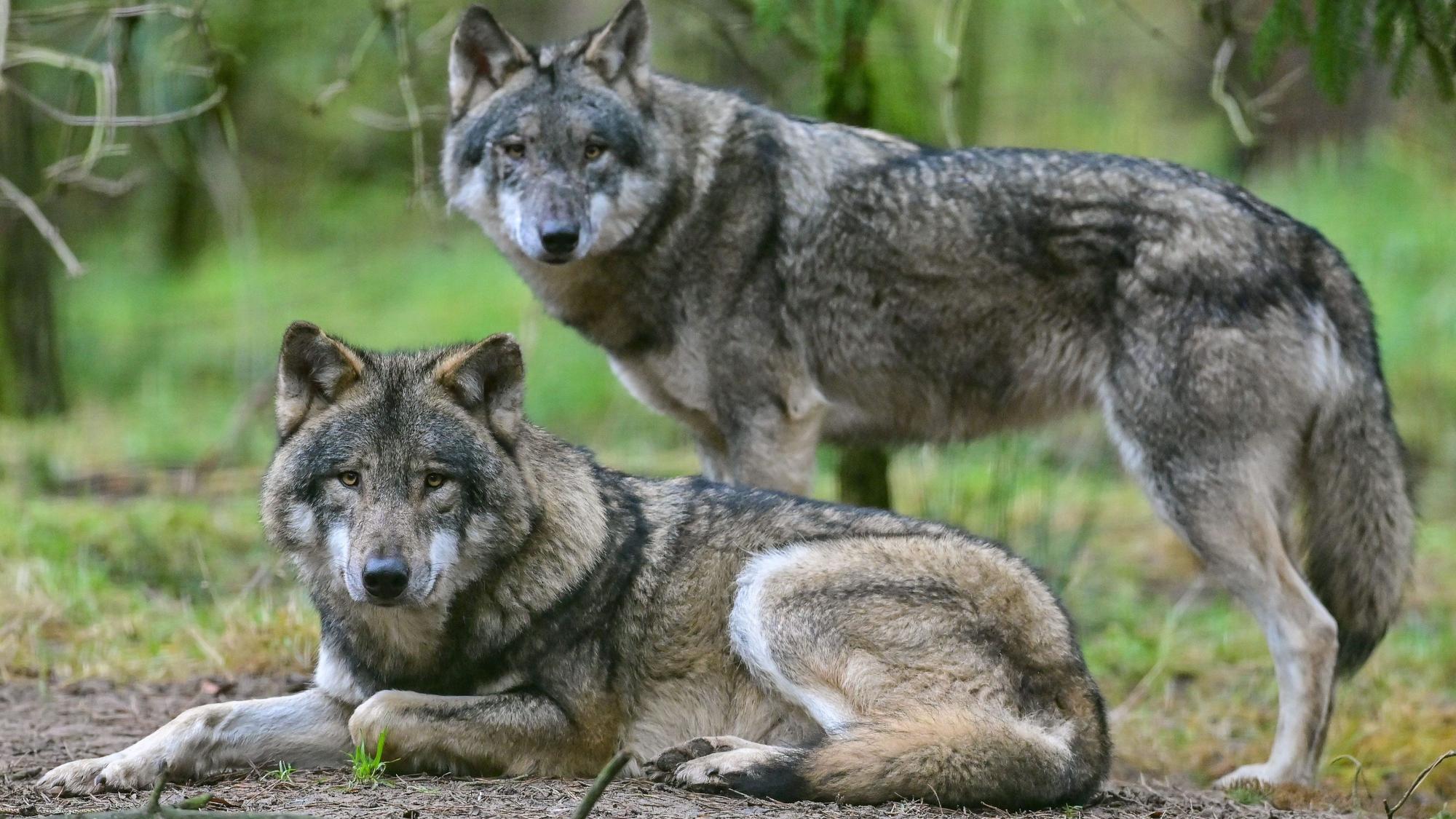 Zwei Wölfe im Wildpark Schorfheide.