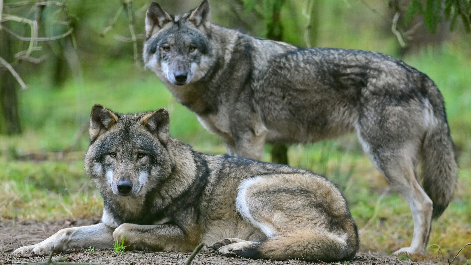 Zwei Wölfe im Wildpark Schorfheide.