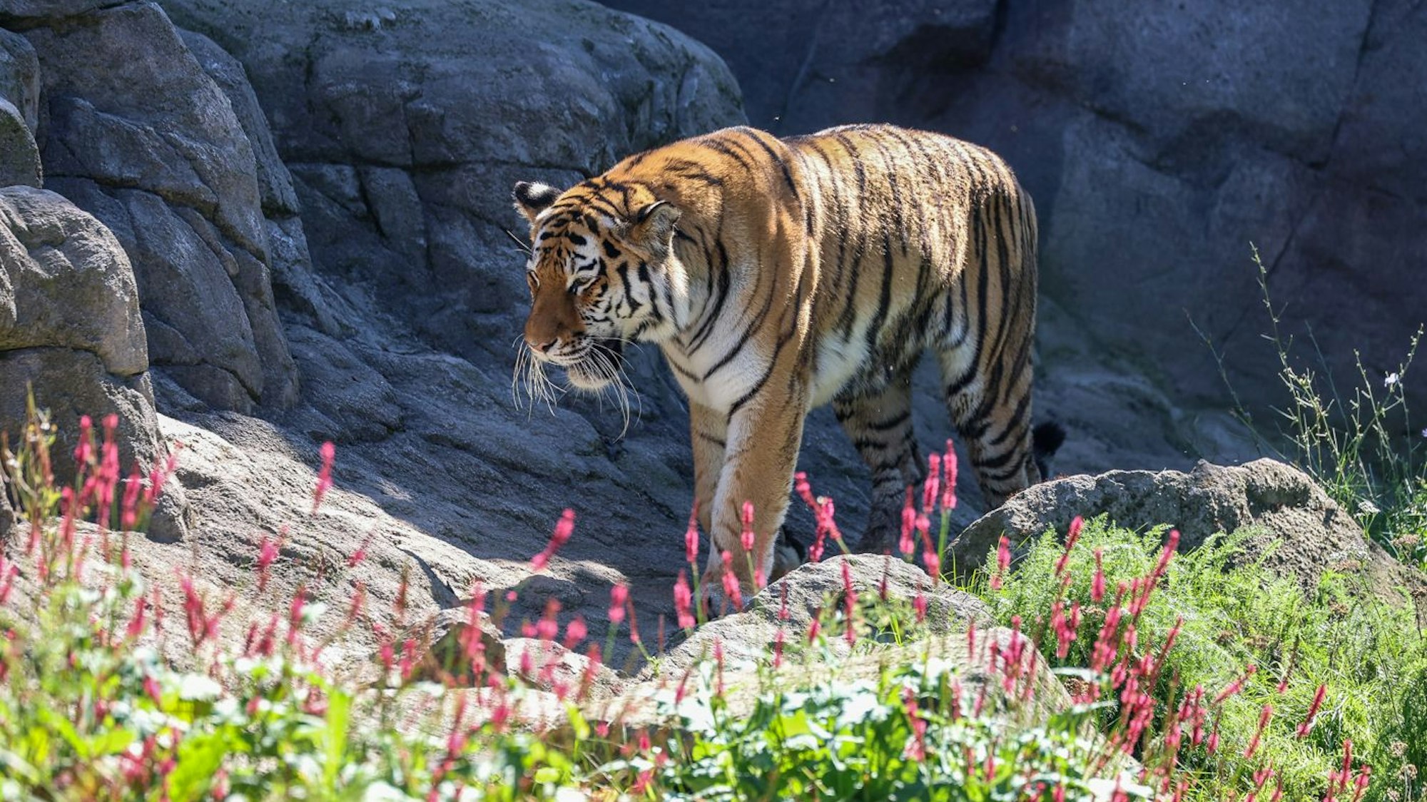 Tigerweibchen Katinka im Kölner Zoo
