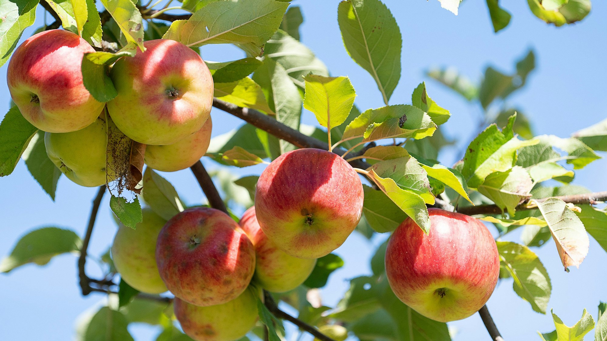 Äpfel hängen an einem Apfelbaum auf einer Streuobstwiese.