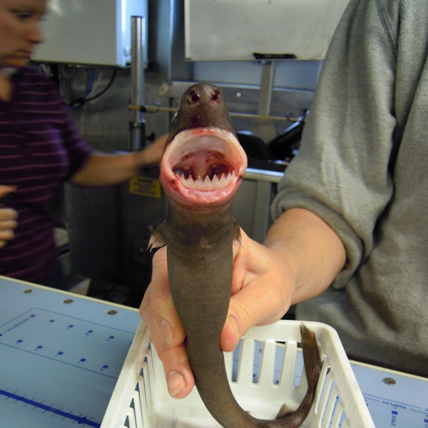 Ein „Cookie Cutter Shark“, der im Golf von Mexico von einem Forschungsschiff gefangen wurde.