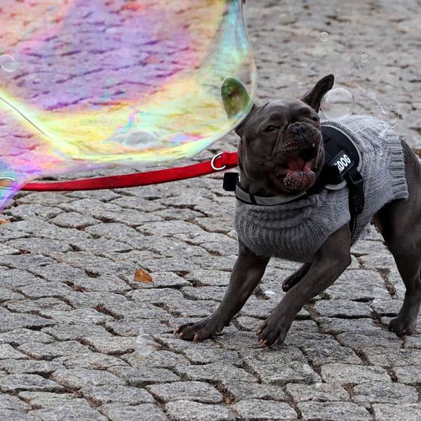 Ein Hund spielt mit Seifenblasen.