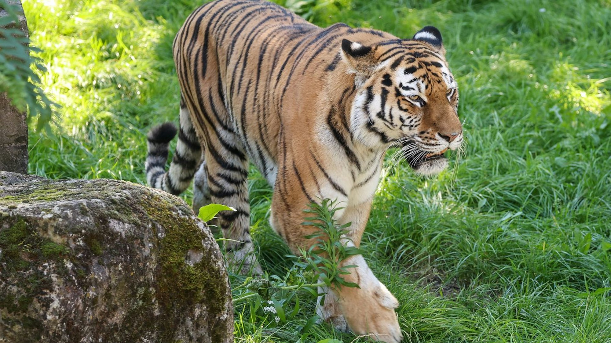 Tigerweibchen Katinka im Kölner Zoo